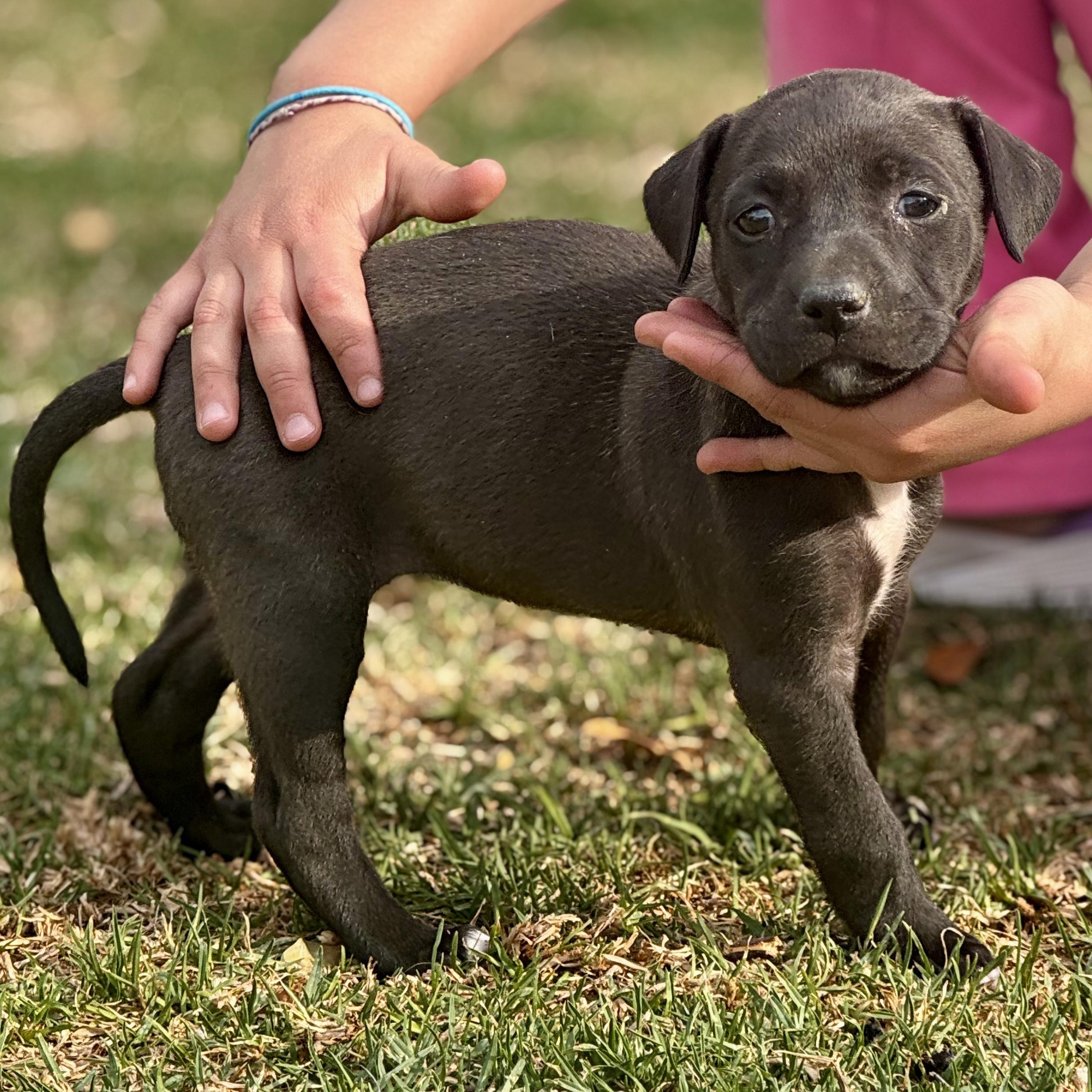 Enlarge Rachel, an adoptable mixed breed in Manvel, TX image 5/6
