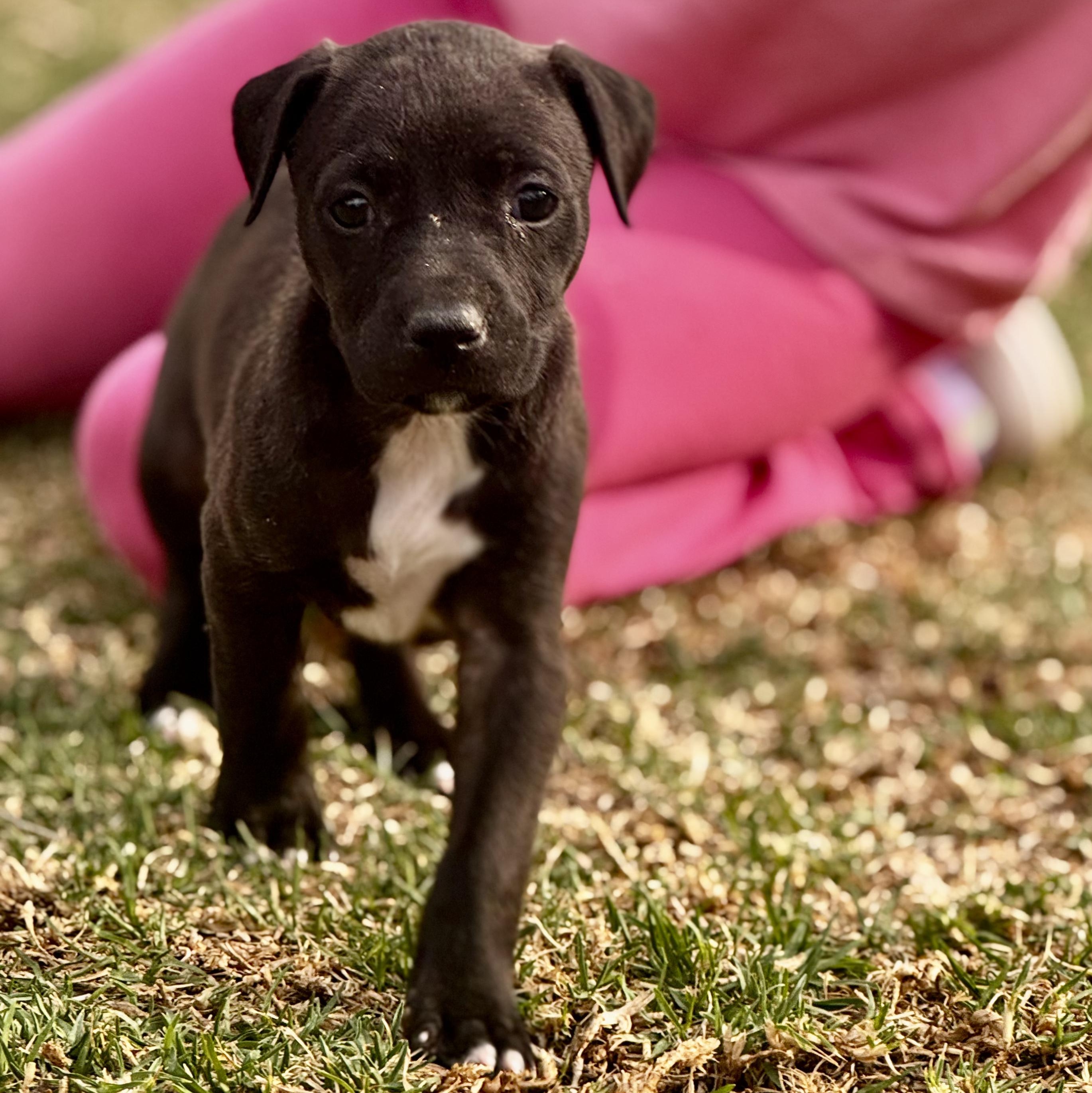 Enlarge Rachel, an adoptable mixed breed in Manvel, TX image 3/6