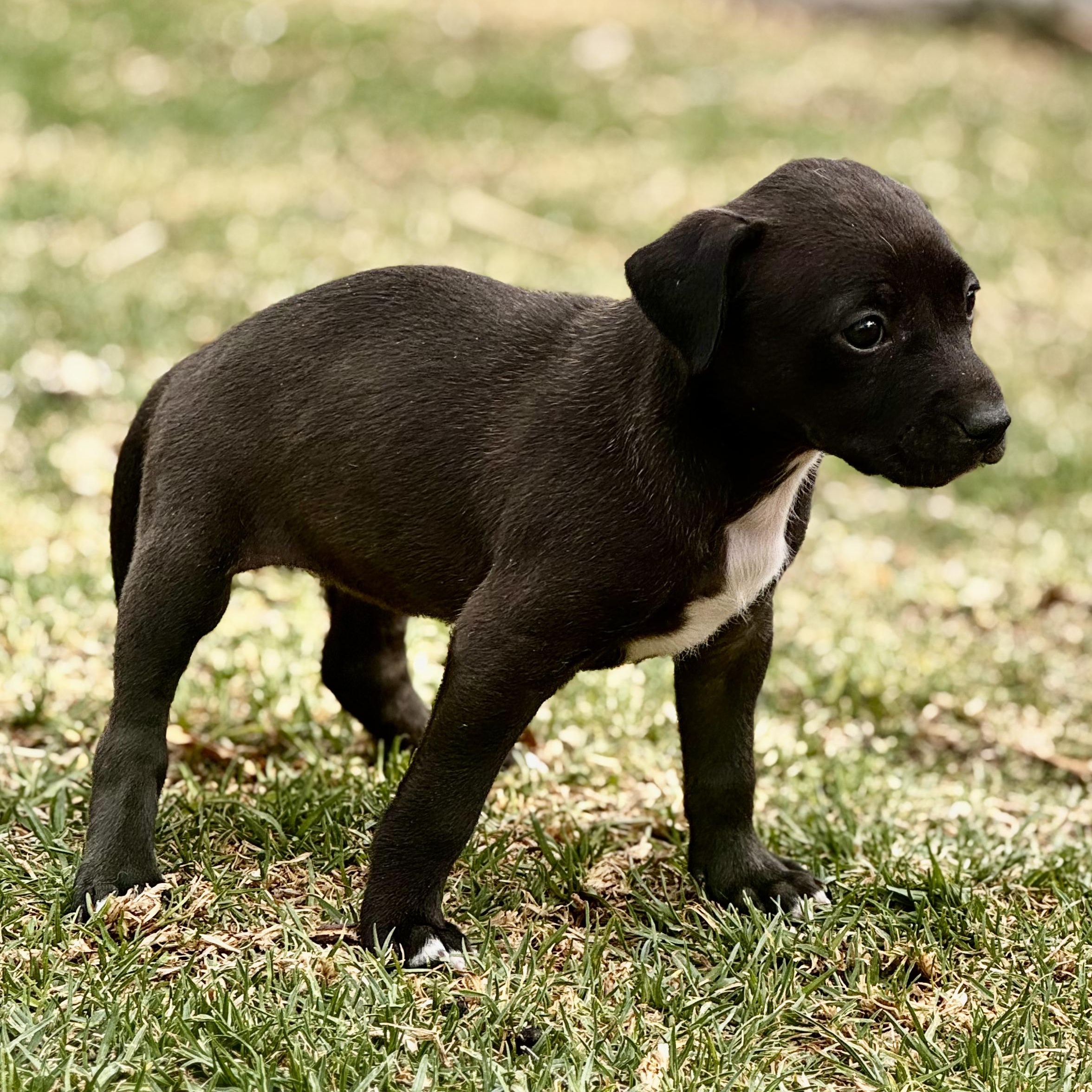 Enlarge Rachel, an adoptable mixed breed in Manvel, TX image 4/6