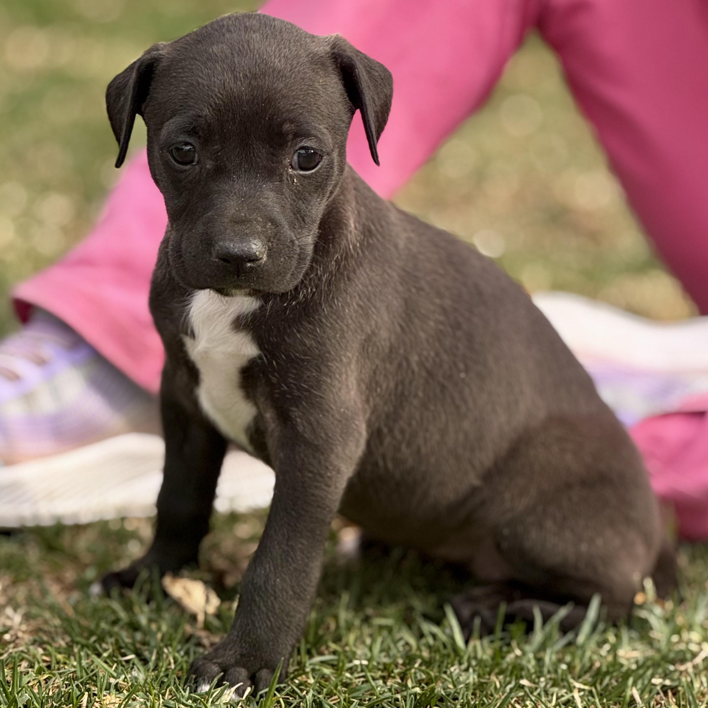 Enlarge Rachel, an adoptable mixed breed in Manvel, TX image 1/6