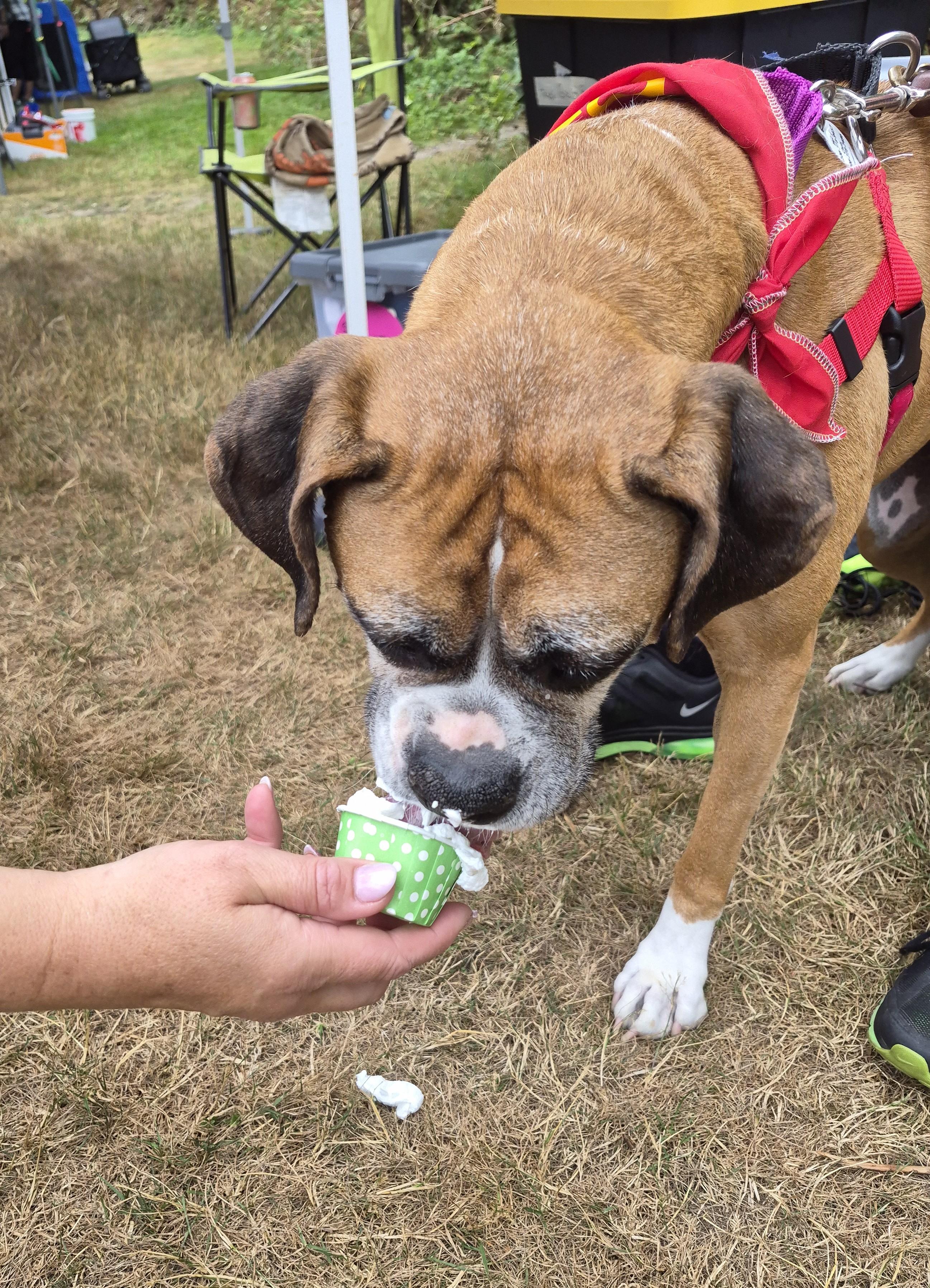 Freya, a ADOPTABLE Boxer in Stanwood, WA image 5/6
