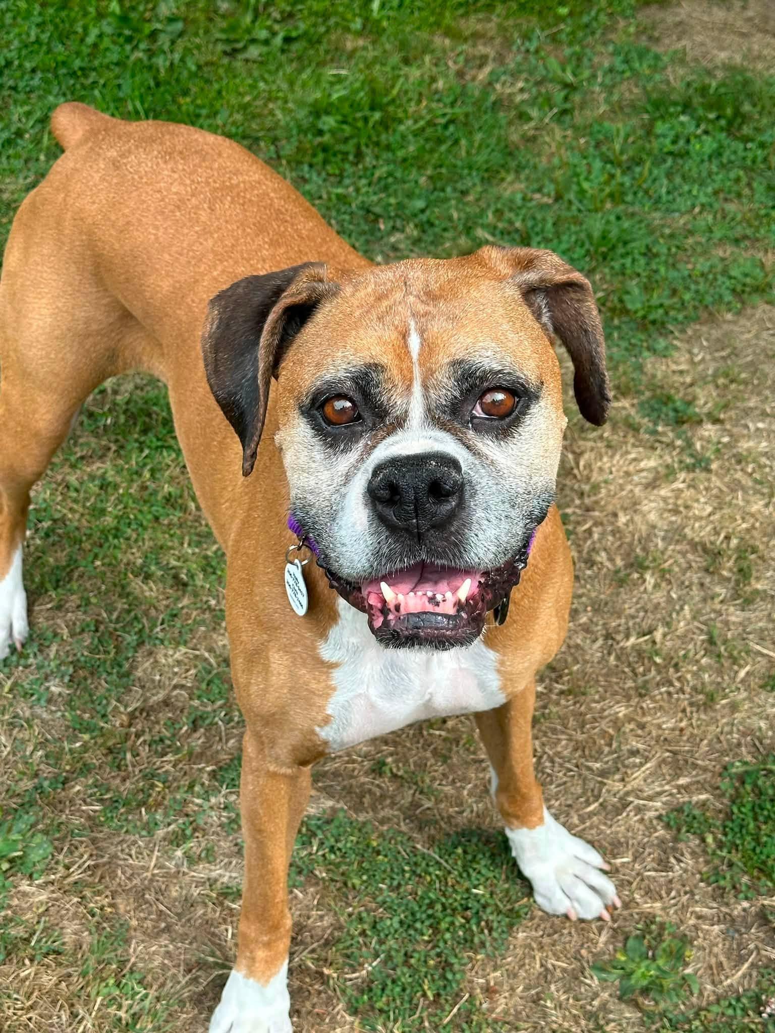 Freya, a ADOPTABLE Boxer in Stanwood, WA image 2/6