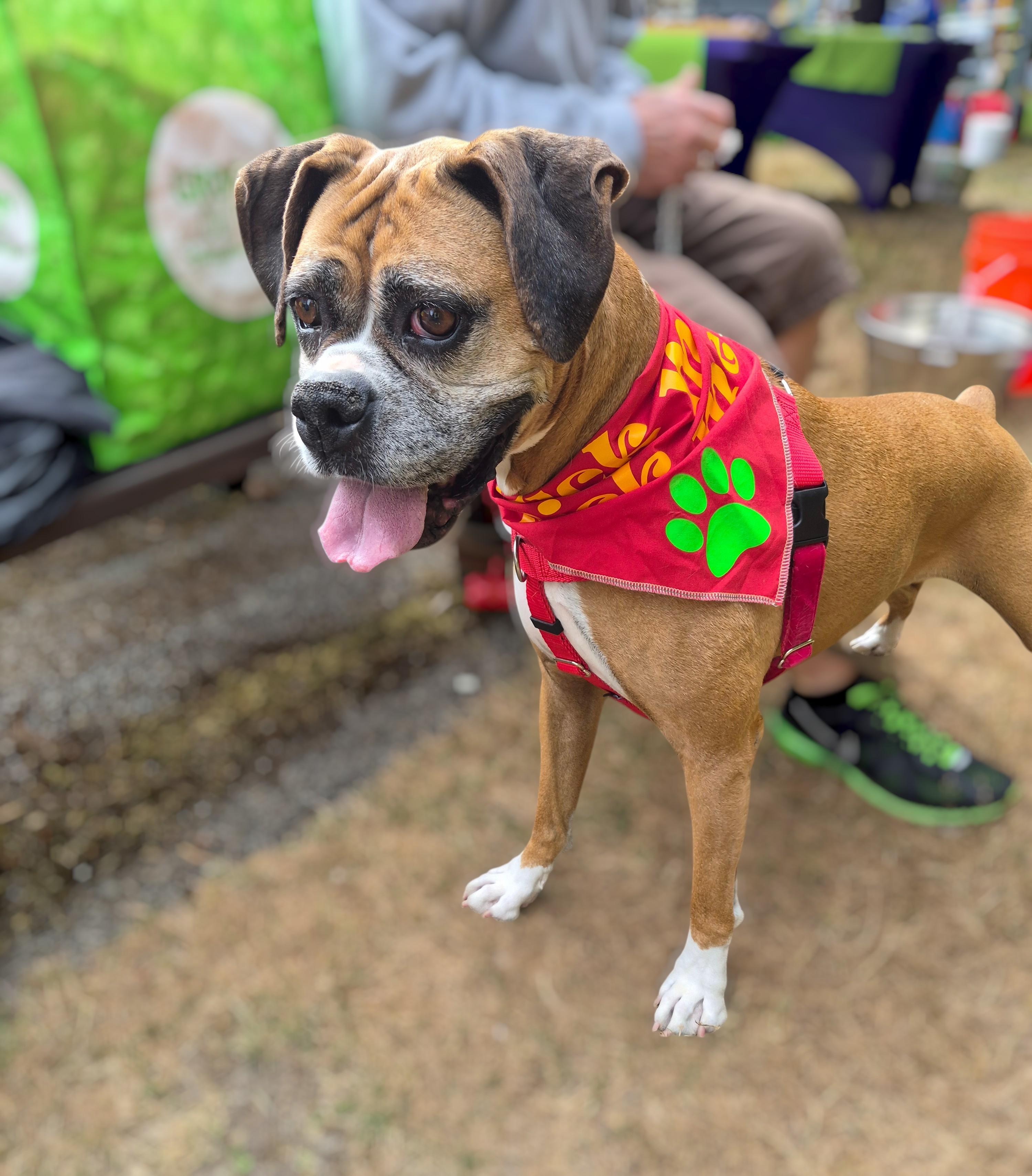 Freya, ADOPTABLE, Senior Female Boxer.