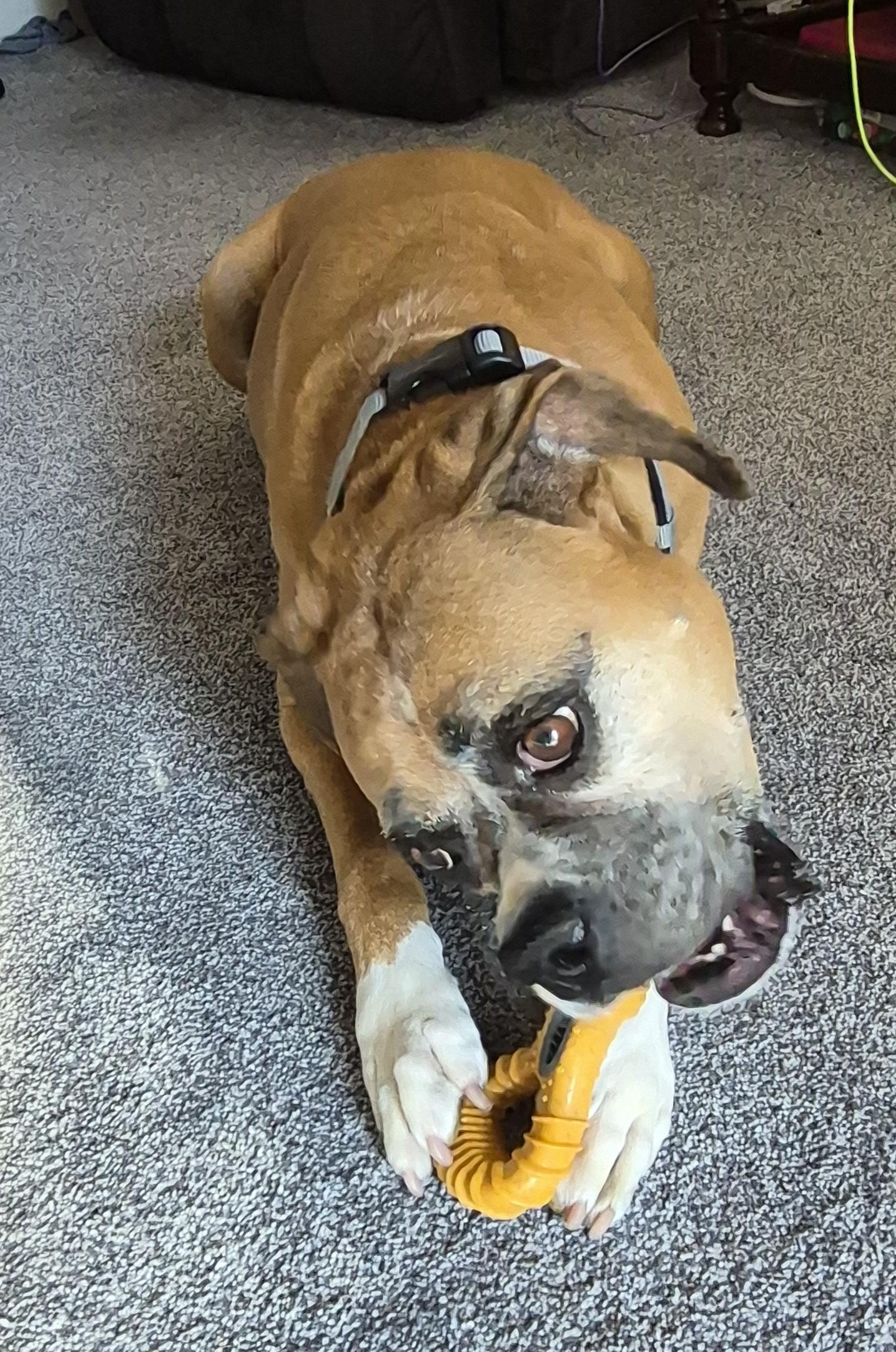 Freya, a ADOPTABLE Boxer in Stanwood, WA image 4/6