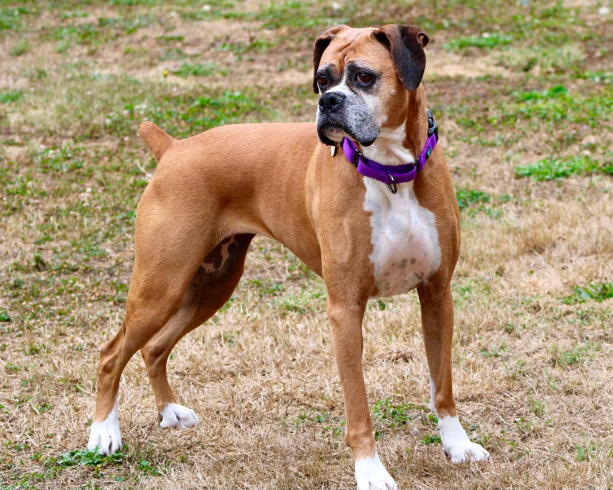 Freya, a ADOPTABLE Boxer in Stanwood, WA image 1/6