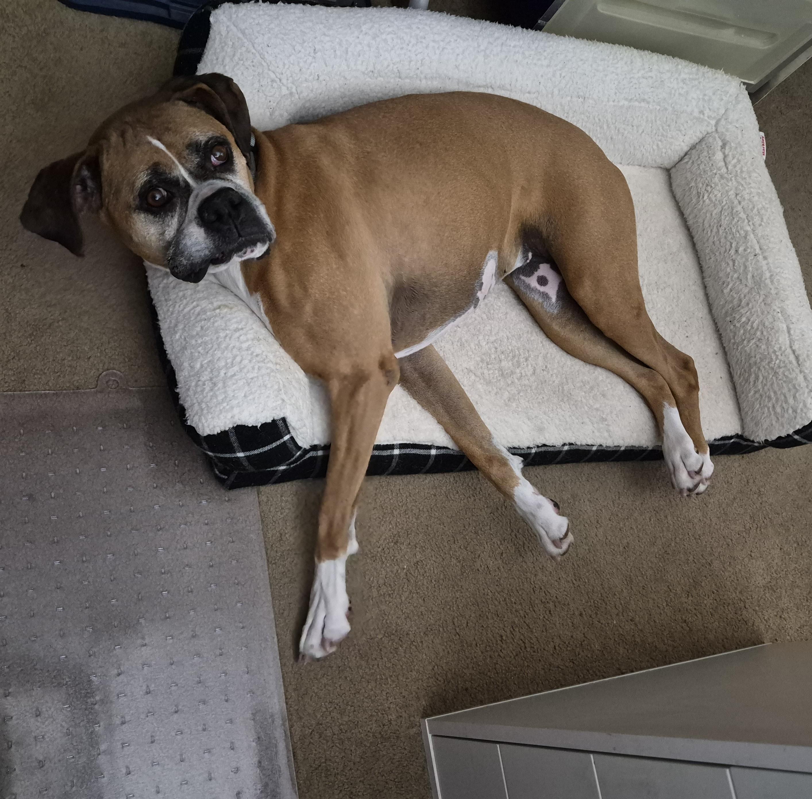 Freya, a ADOPTABLE Boxer in Stanwood, WA image 6/6