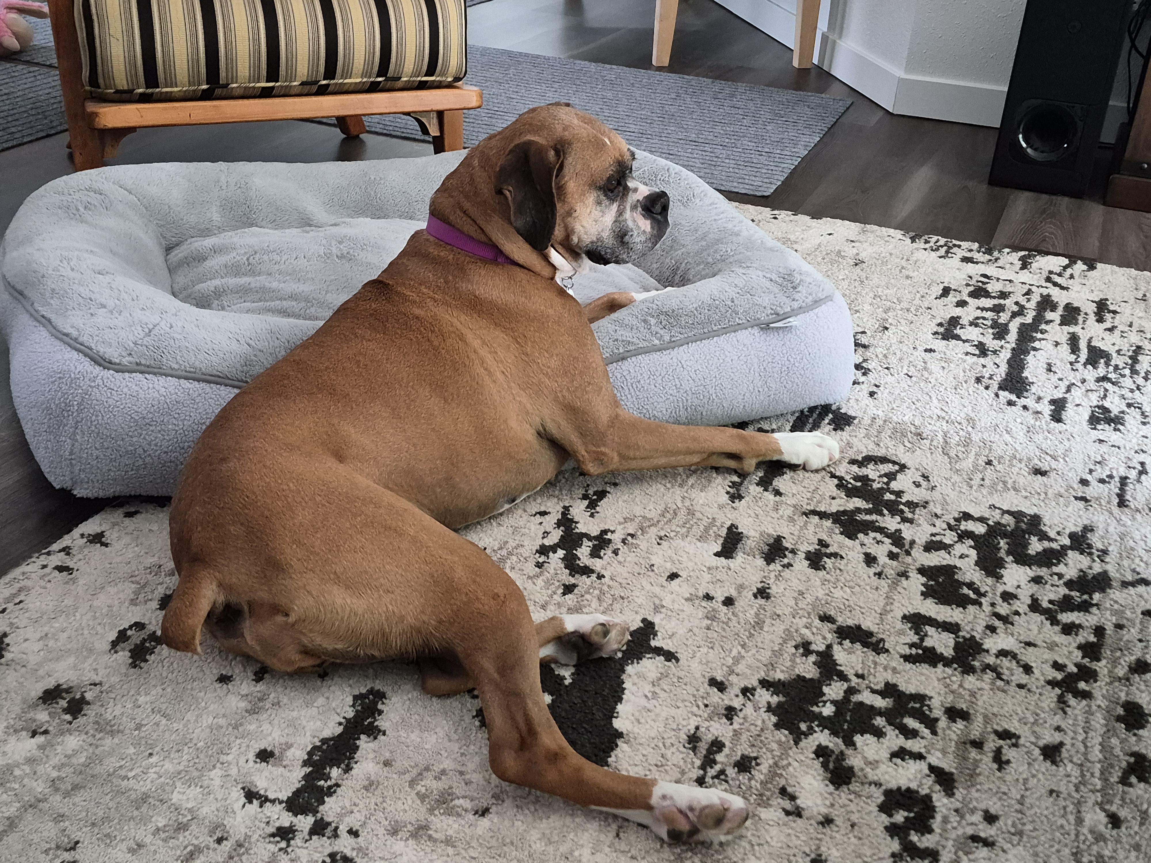 Freya, a ADOPTABLE Boxer in Stanwood, WA image 3/6