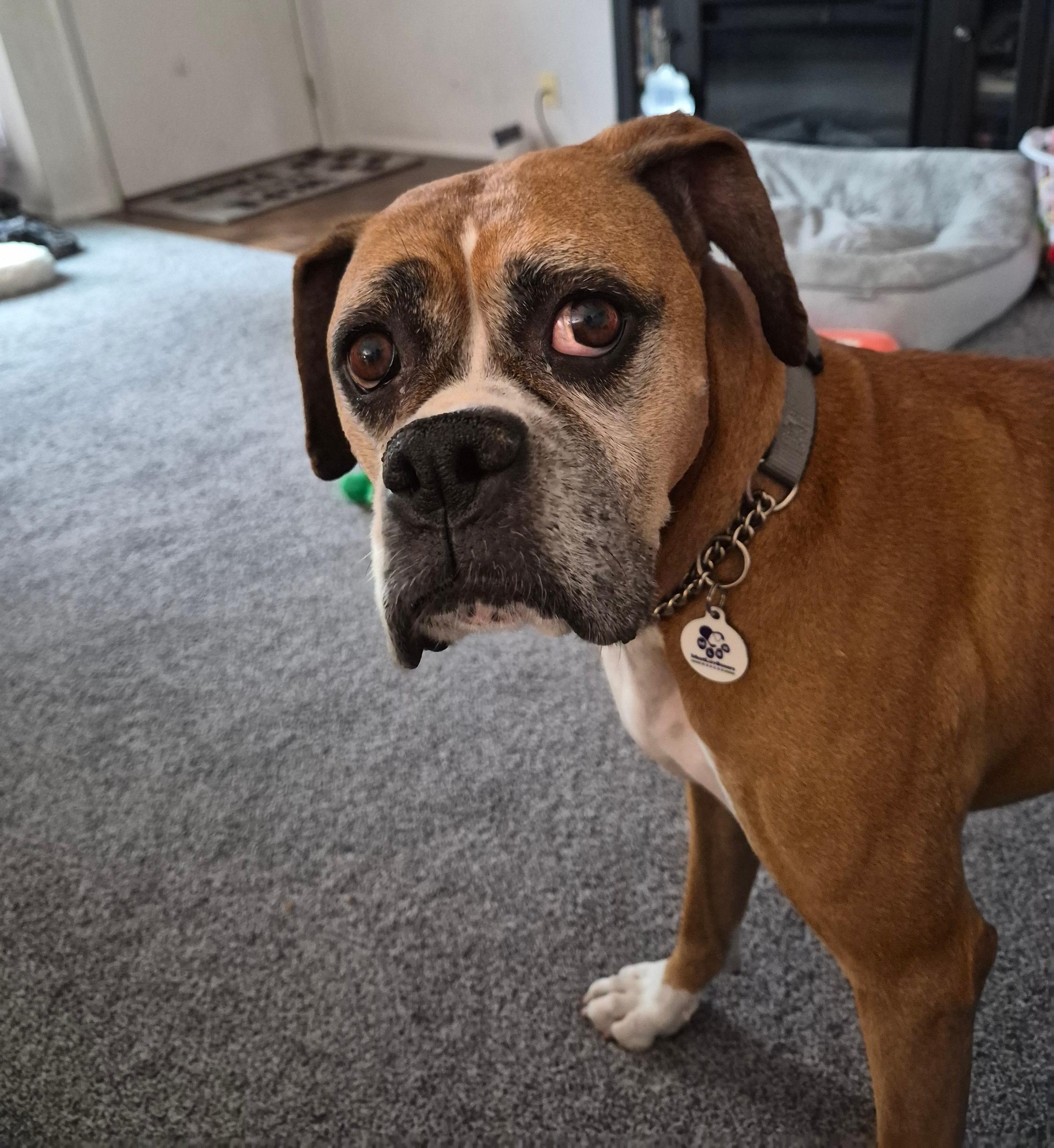 Freya, a ADOPTABLE Boxer in Stanwood, WA image 2/6