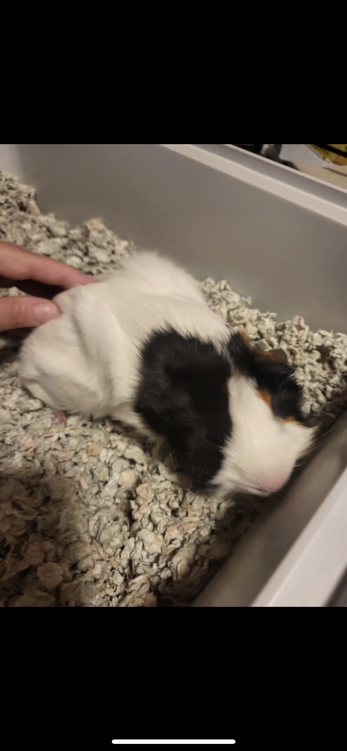 Enlarge Arlo, a Adoptable Guinea Pig in Hamden, CT image 3/3