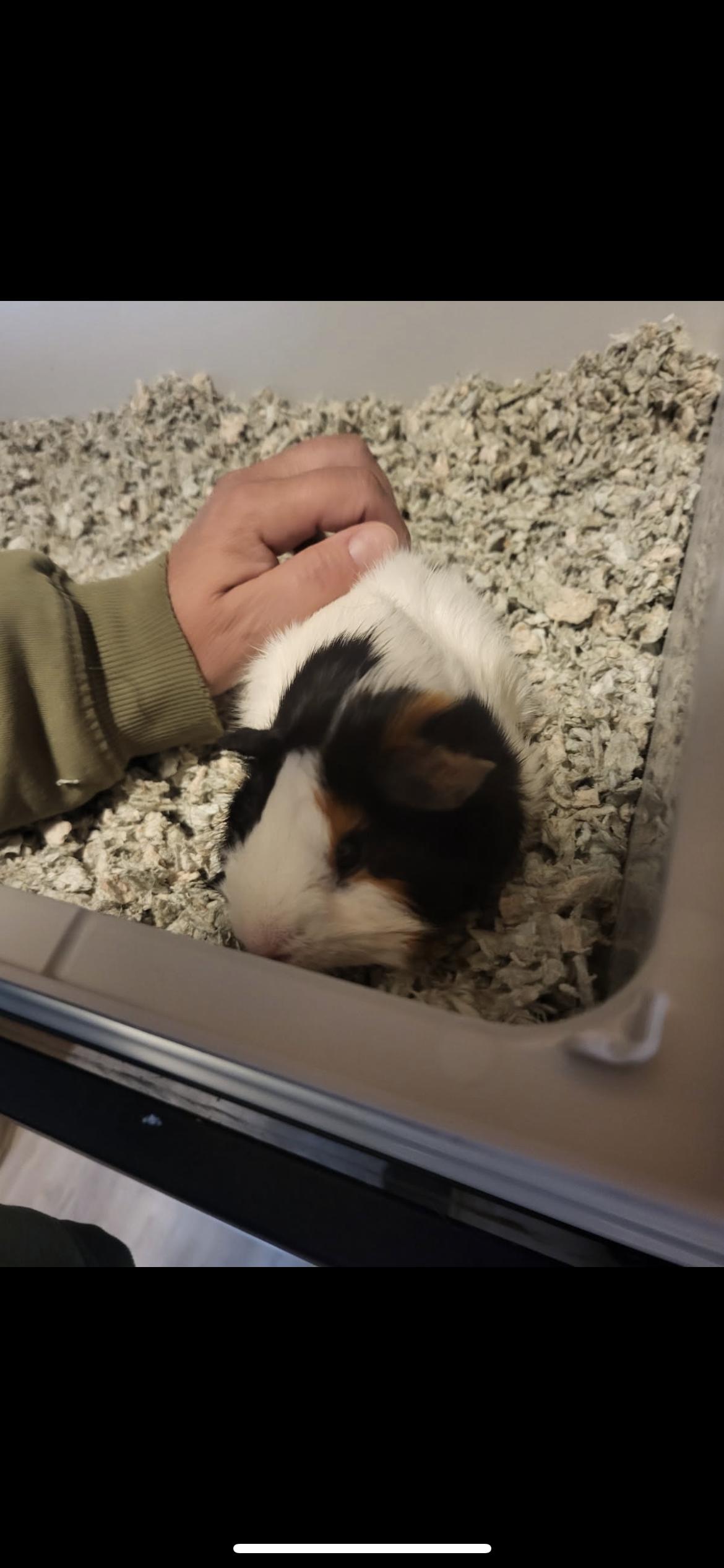 Enlarge Arlo, a Adoptable Guinea Pig in Hamden, CT image 2/3