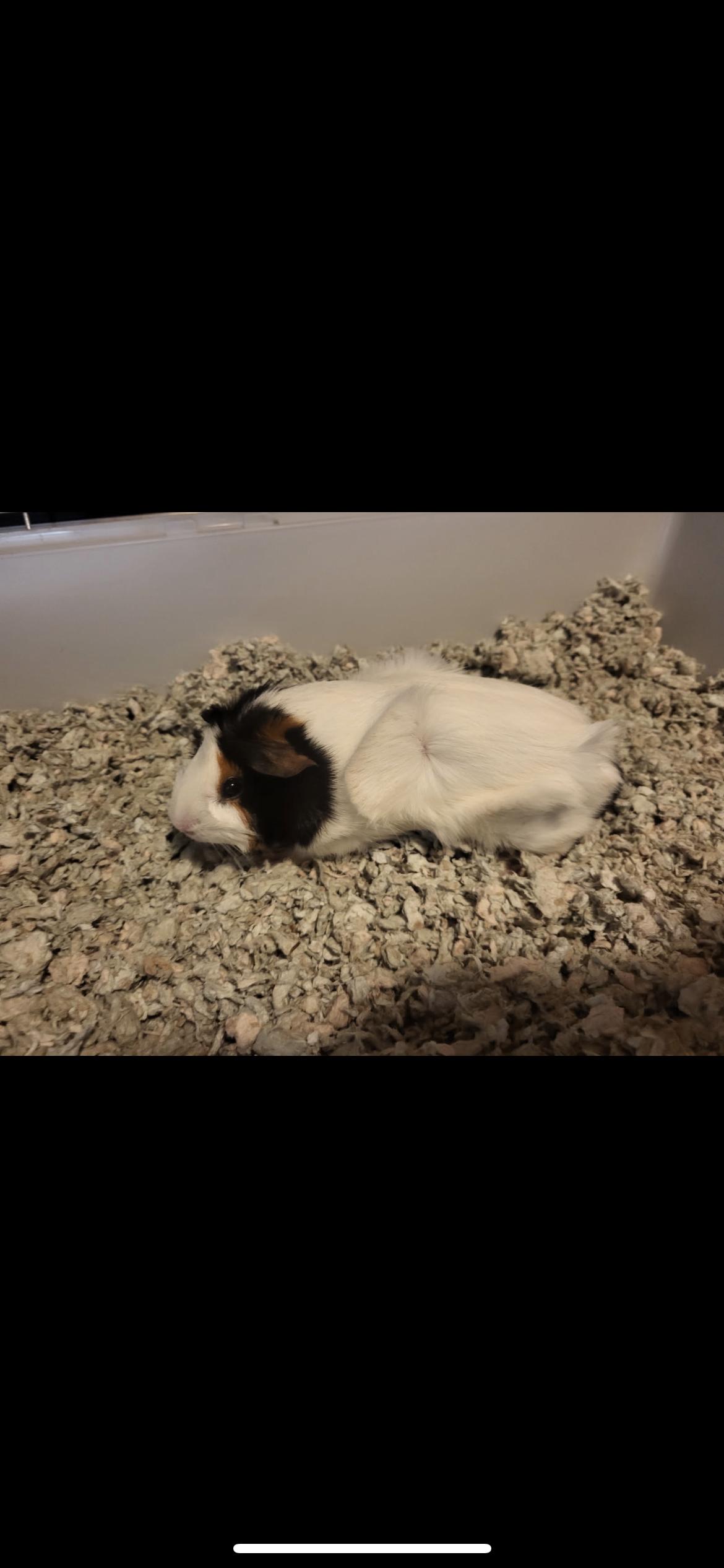 Enlarge Arlo, a Adoptable Guinea Pig in Hamden, CT image 1/3