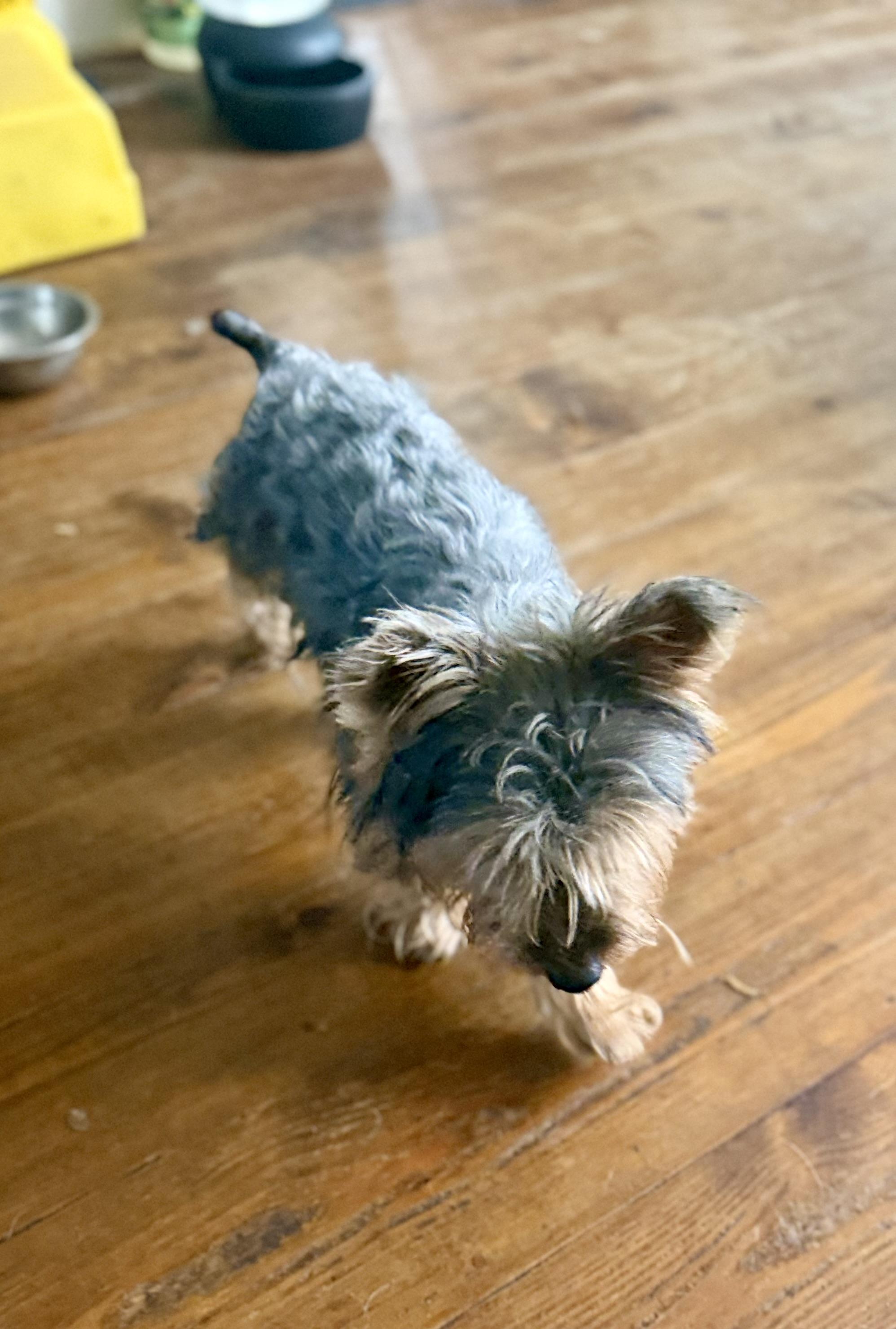 Enlarge WINSTON , an adopted Yorkshire Terrier in Fosters, AL image 3/6