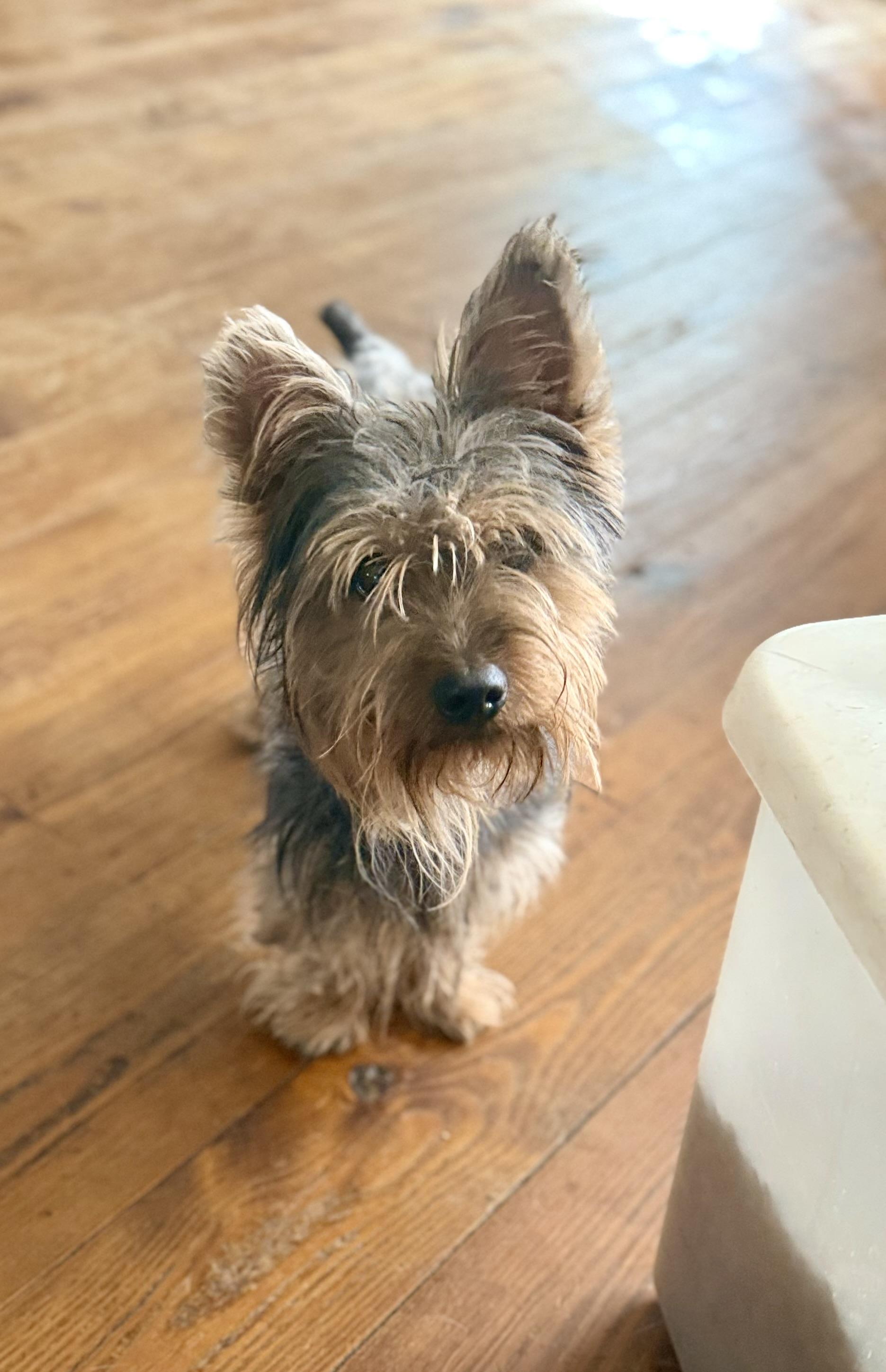 Enlarge WINSTON , an adopted Yorkshire Terrier in Fosters, AL image 5/6