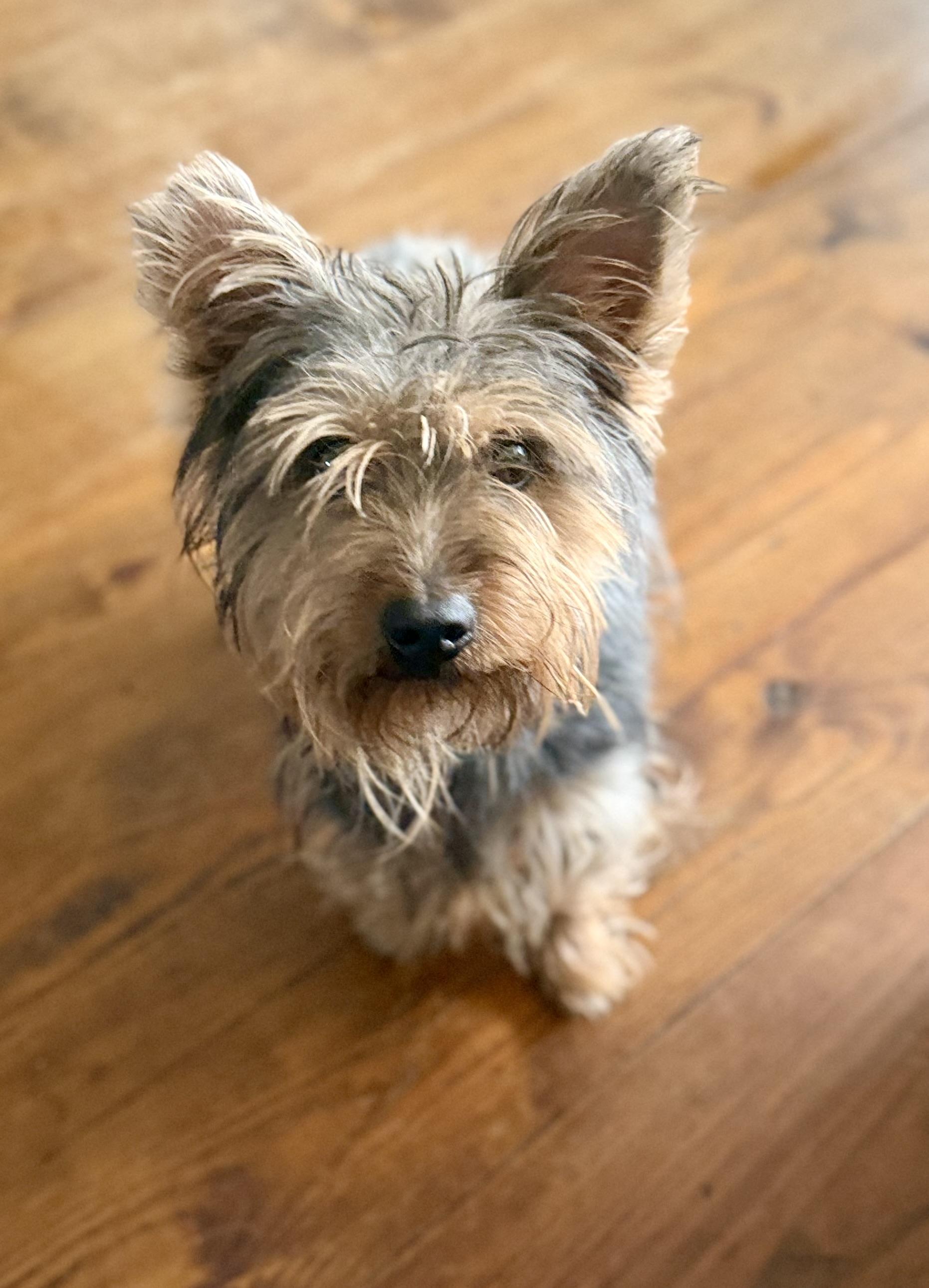 Enlarge WINSTON , an adopted Yorkshire Terrier in Fosters, AL image 1/6