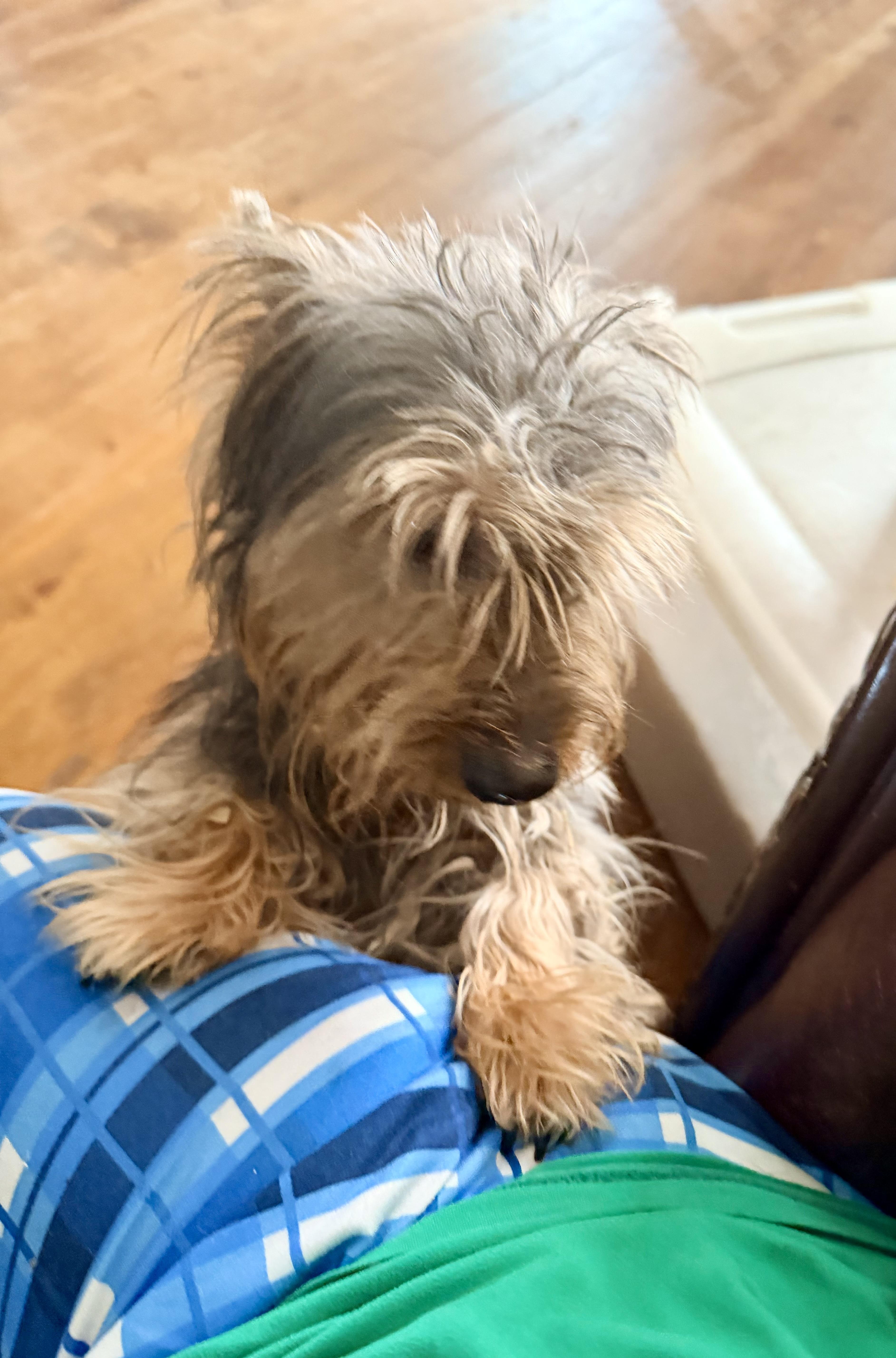 Enlarge WINSTON , an adopted Yorkshire Terrier in Fosters, AL image 6/6