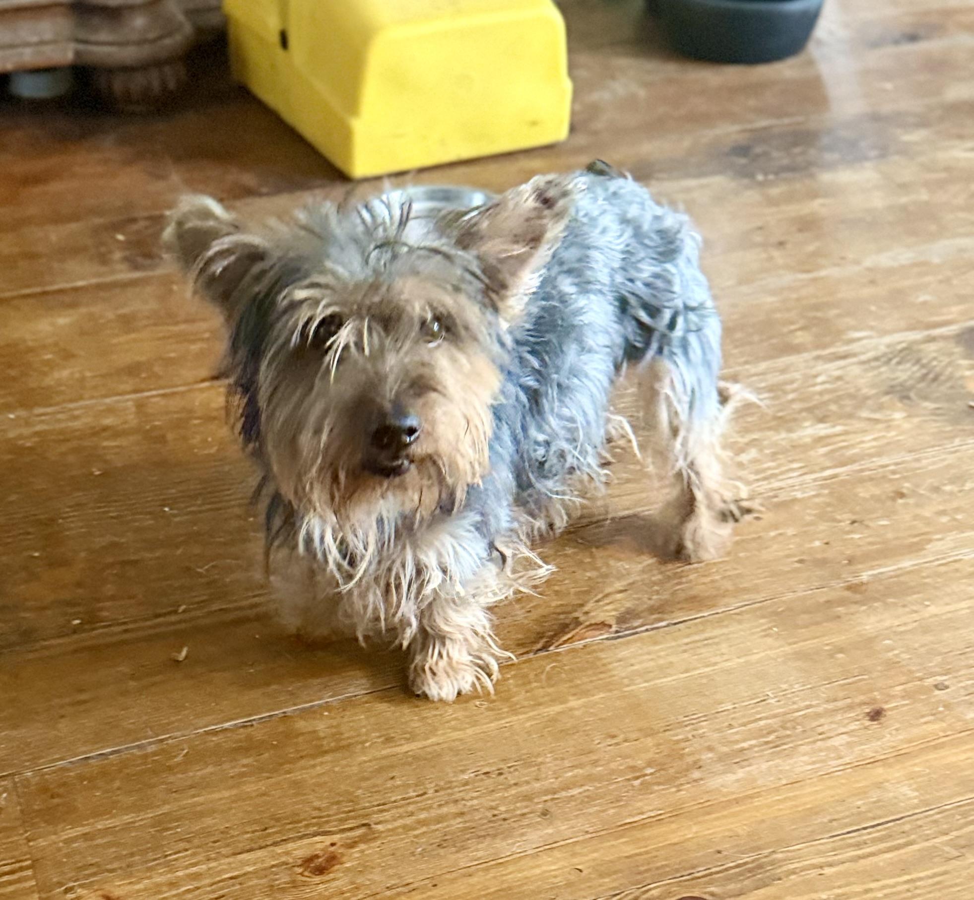 Enlarge WINSTON , an adopted Yorkshire Terrier in Fosters, AL image 4/6