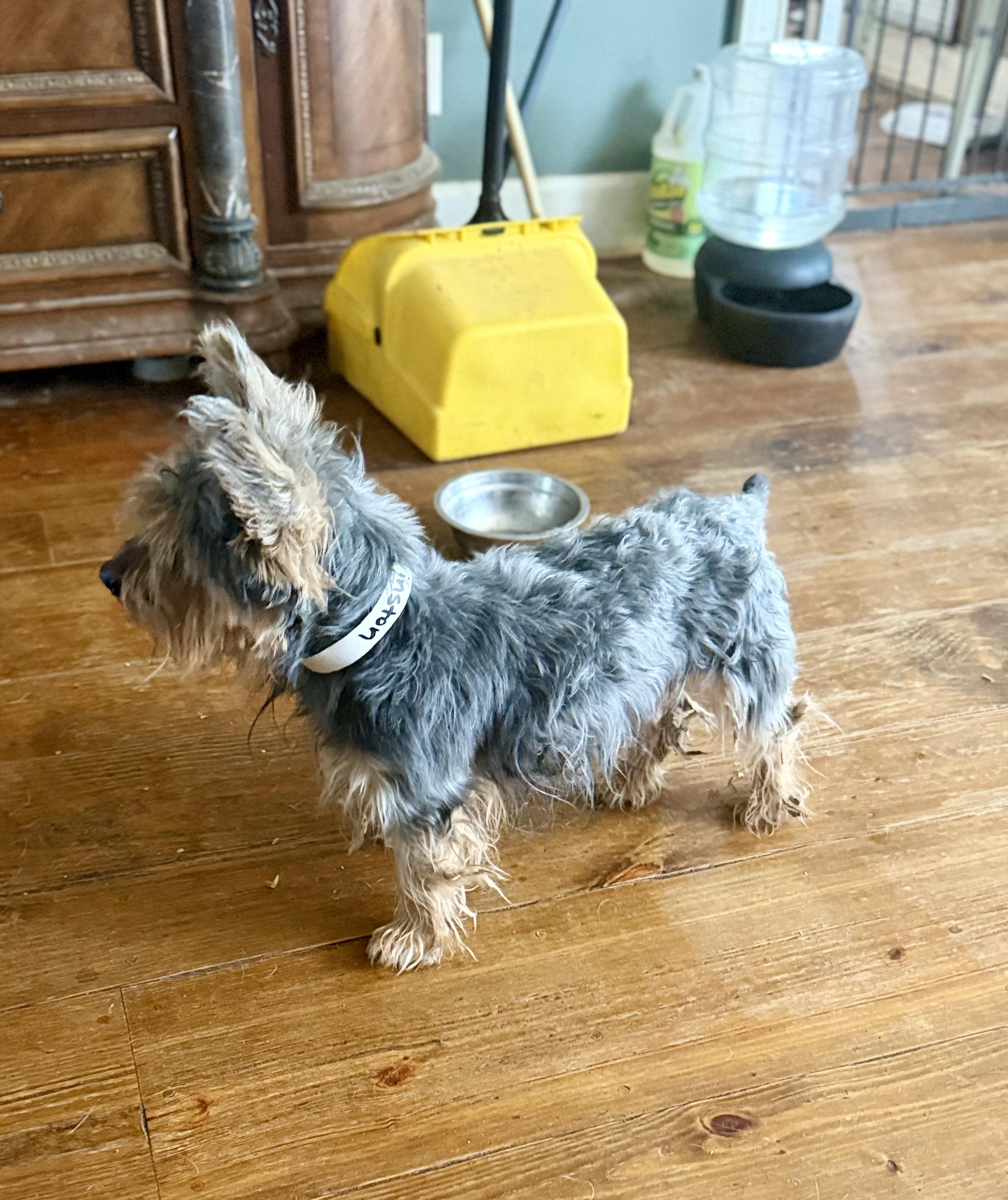 Enlarge WINSTON , an adopted Yorkshire Terrier in Fosters, AL image 2/6