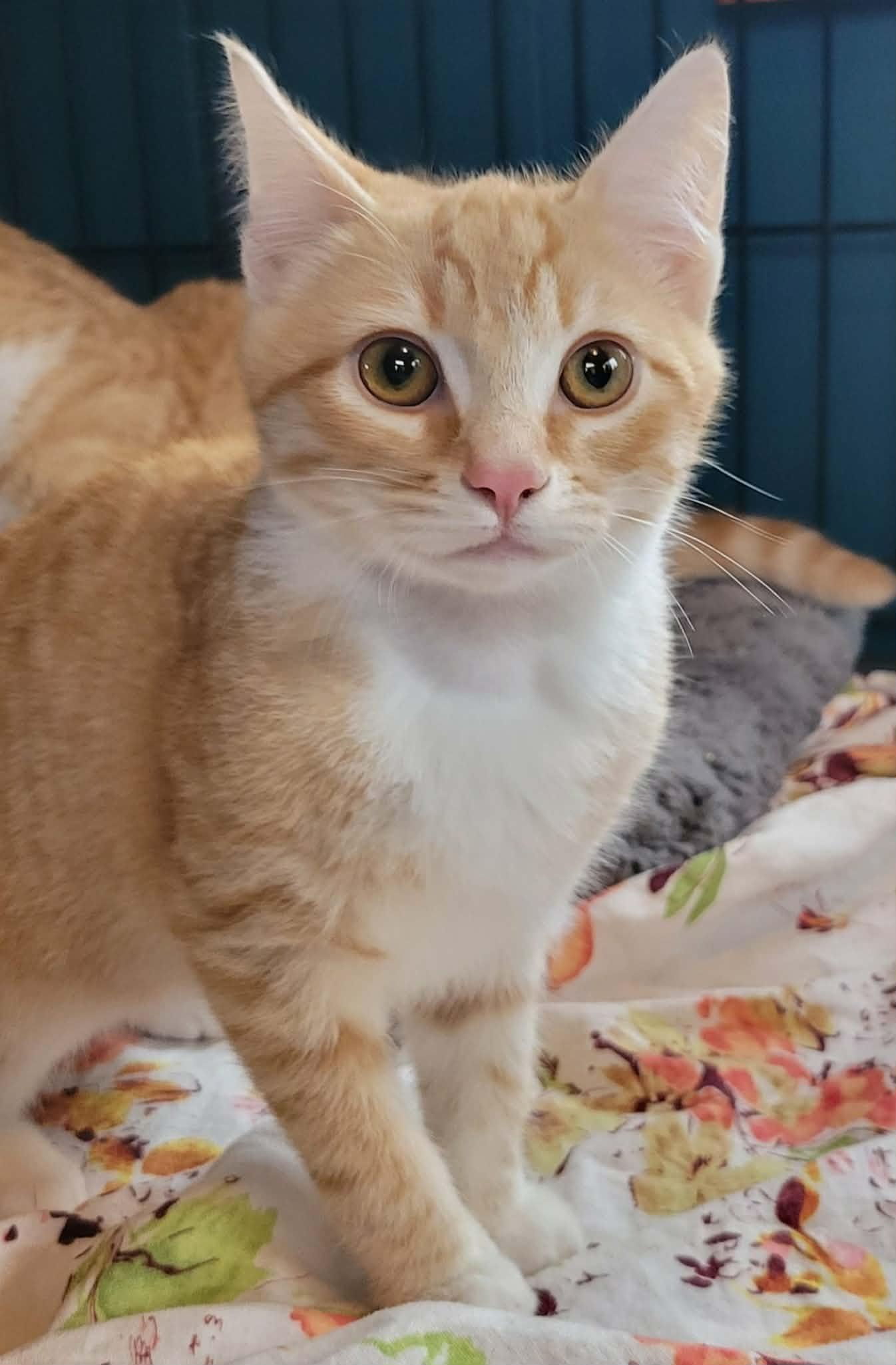 Pumpkin, adopted, Kitten Male Domestic Short Hair.