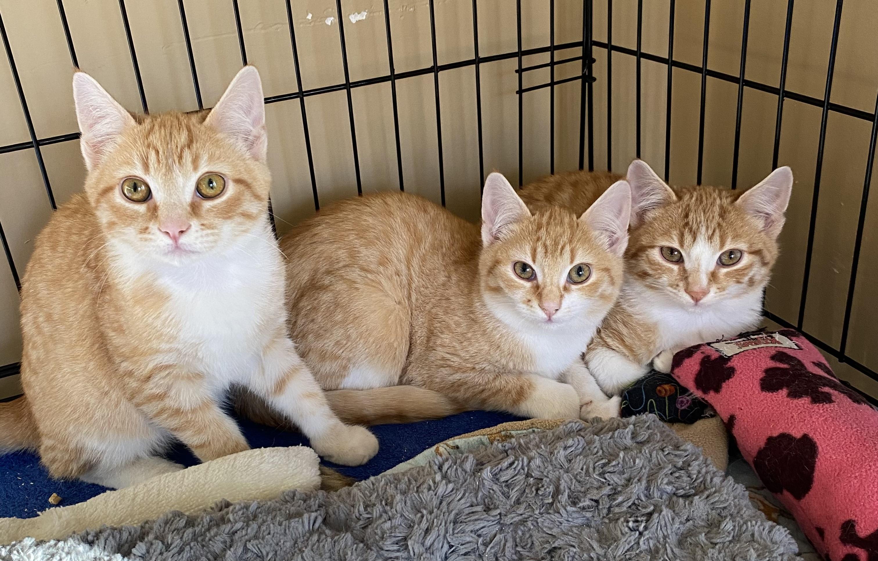 Pumpkin, an adopted Domestic Short Hair in Salt Spring Island, BC image 3/3