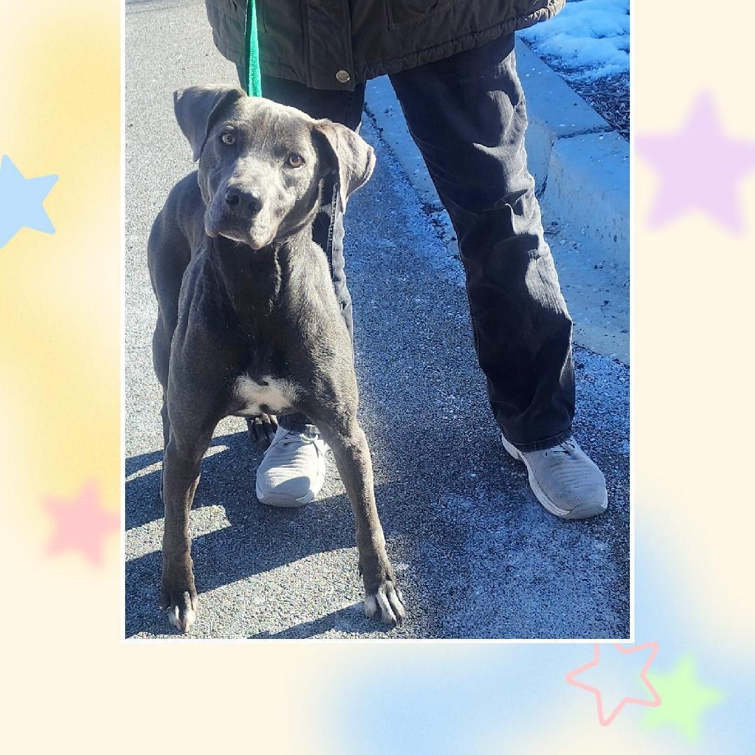 Baby Blue (Silver), ADOPTABLE, Young Female Labrador Retriever & Weimaraner.