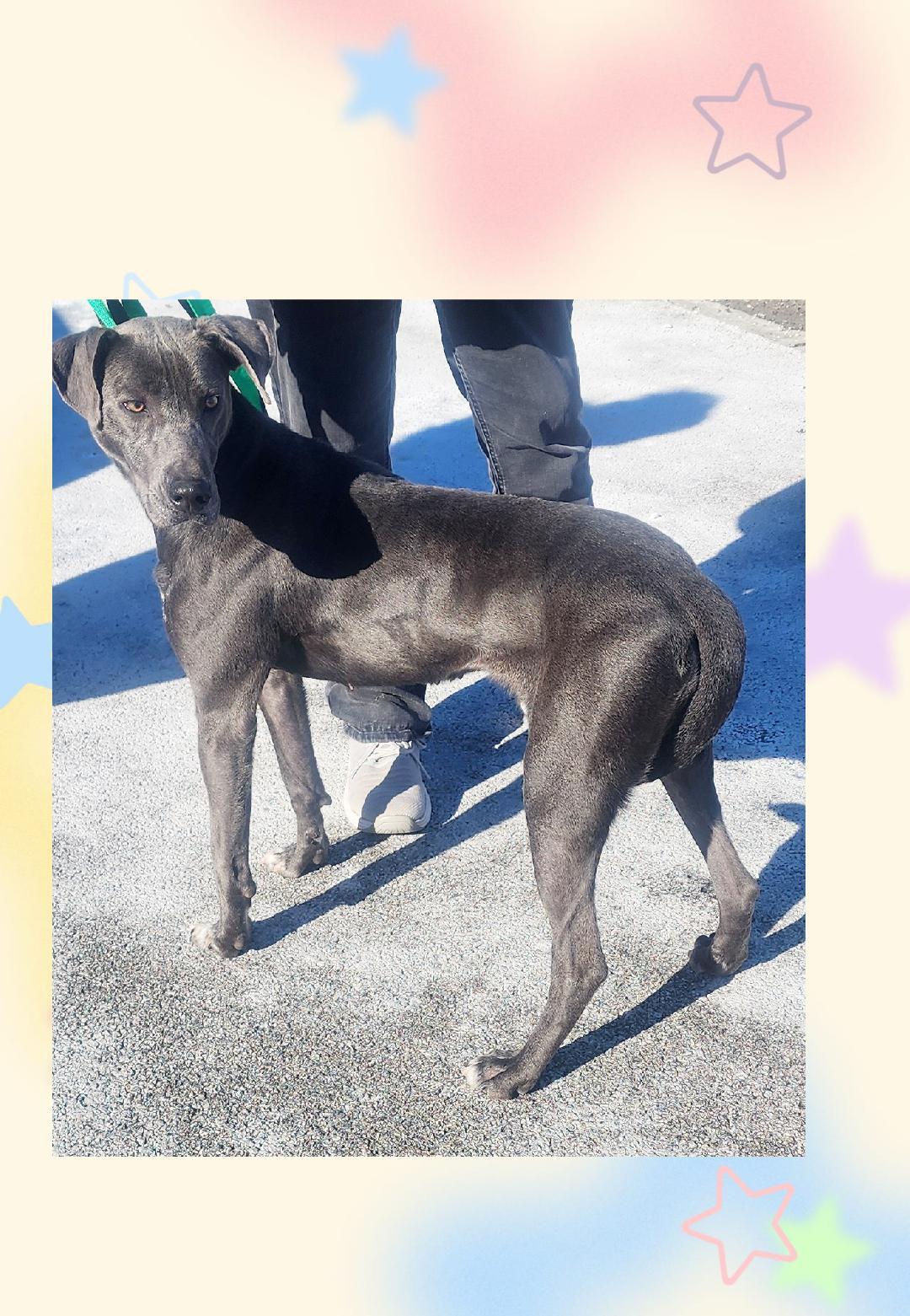 Baby Blue (Silver), a ADOPTABLE mixed breed in Lake Geneva, WI image 5/5