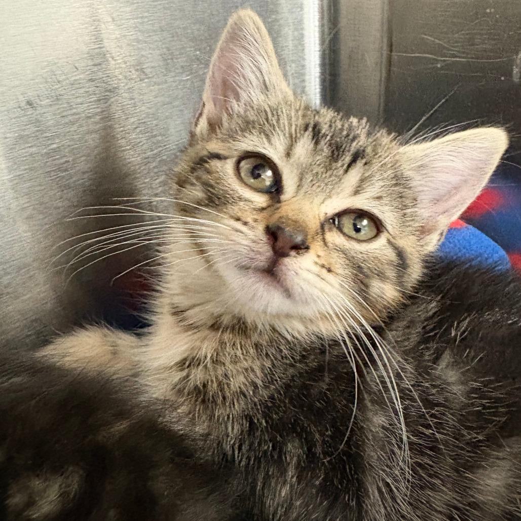 Enlarge 26-91 Rue, a Adoptable Domestic Short Hair in North Branford, CT image 1/1