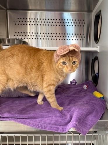 Enlarge Garfield, an adopted Domestic Short Hair in Fayetteville, AR image 2/6