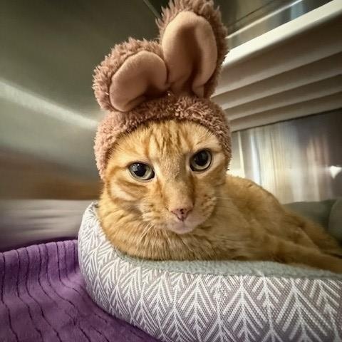 Enlarge Garfield, an adopted Domestic Short Hair in Fayetteville, AR image 4/6