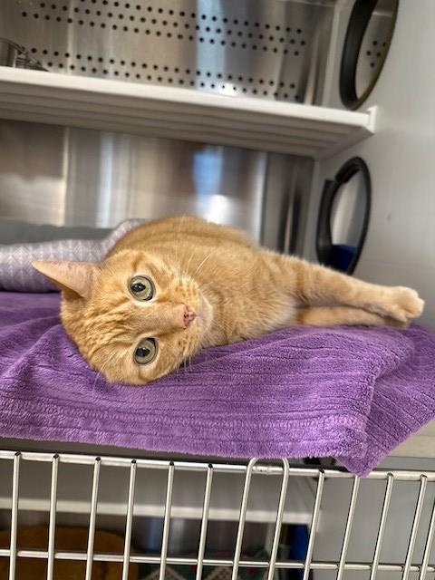 Enlarge Garfield, an adopted Domestic Short Hair in Fayetteville, AR image 5/6