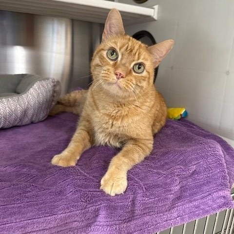 Enlarge Garfield, an adopted Domestic Short Hair in Fayetteville, AR image 1/6