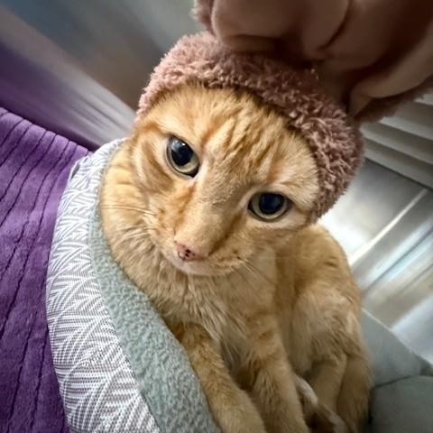 Enlarge Garfield, an adopted Domestic Short Hair in Fayetteville, AR image 6/6