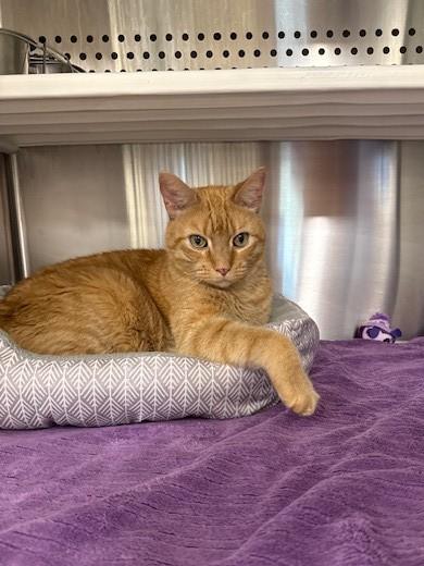 Enlarge Garfield, an adopted Domestic Short Hair in Fayetteville, AR image 3/6