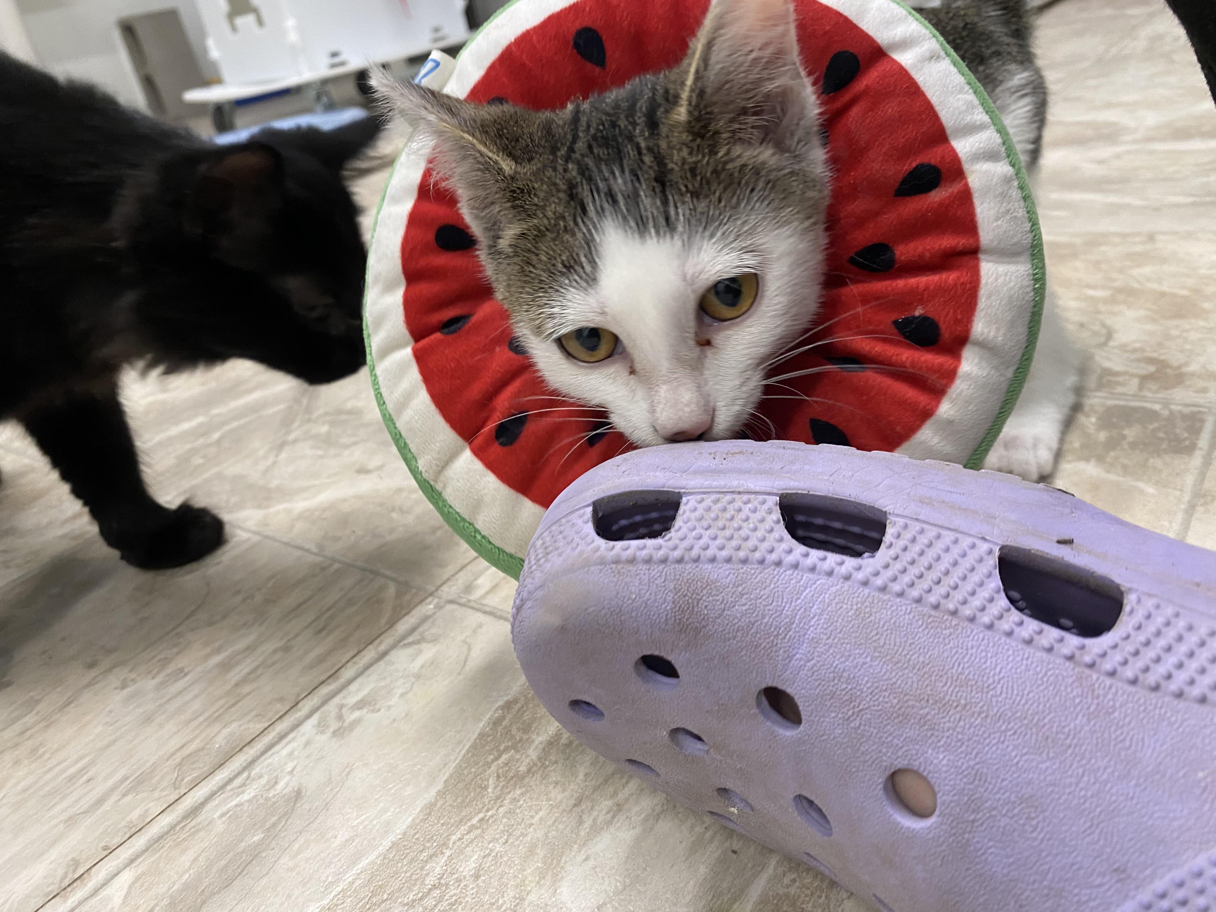 Enlarge Tick, a Adoptable Domestic Short Hair in Belleville, MI image 3/3