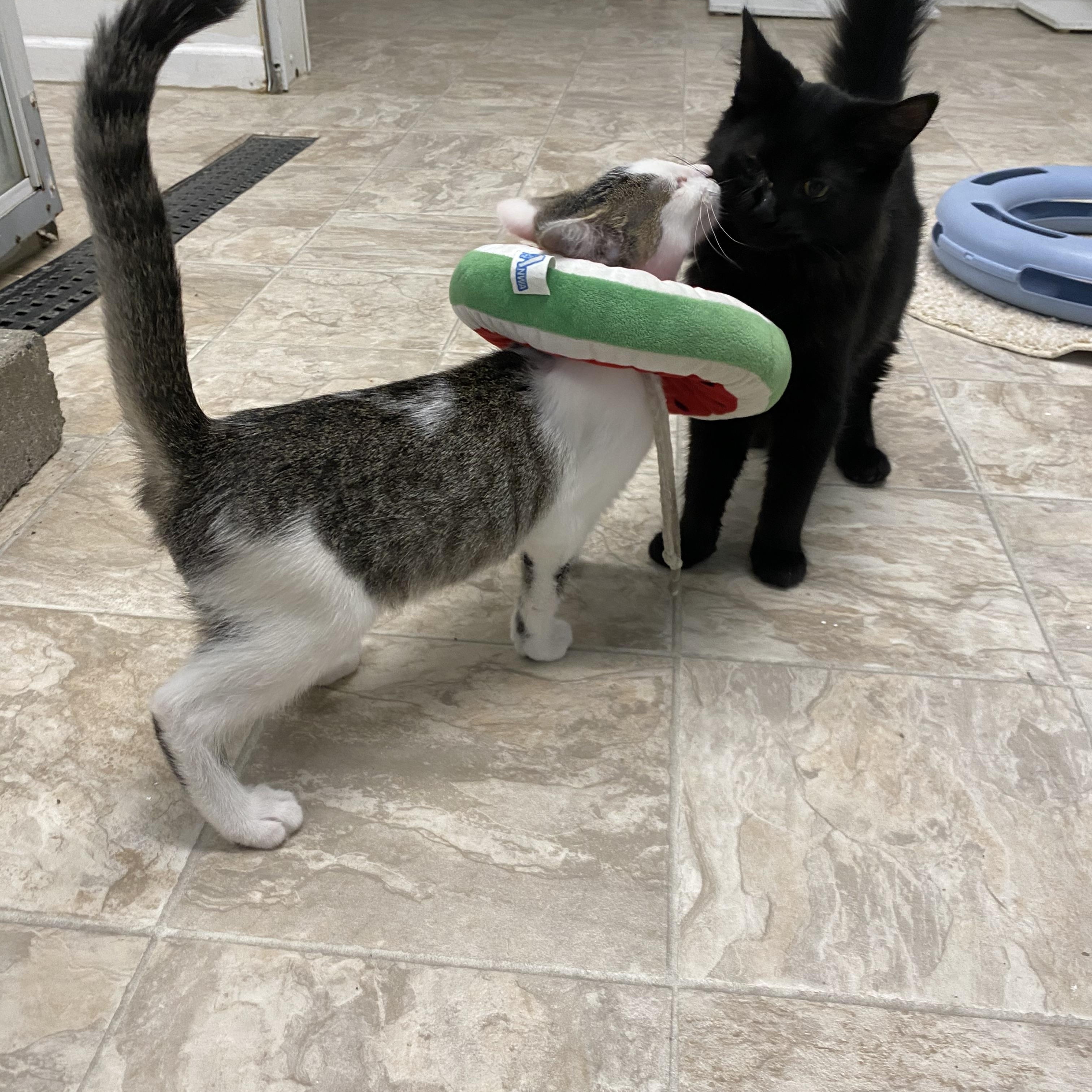 Enlarge Tick, a Adoptable Domestic Short Hair in Belleville, MI image 2/3