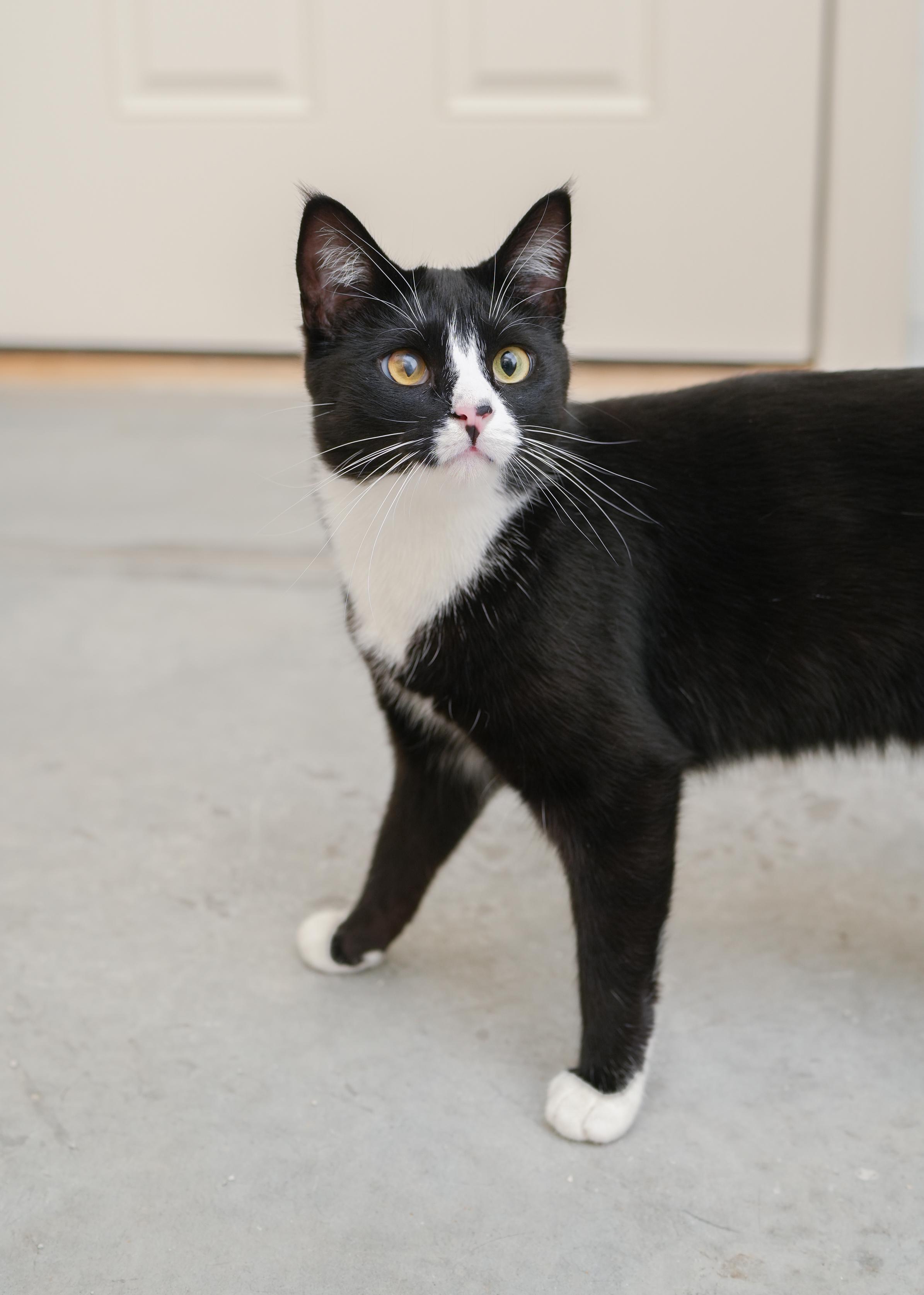 Ocean, a Adoptable Domestic Short Hair in Boise, ID image 1/4