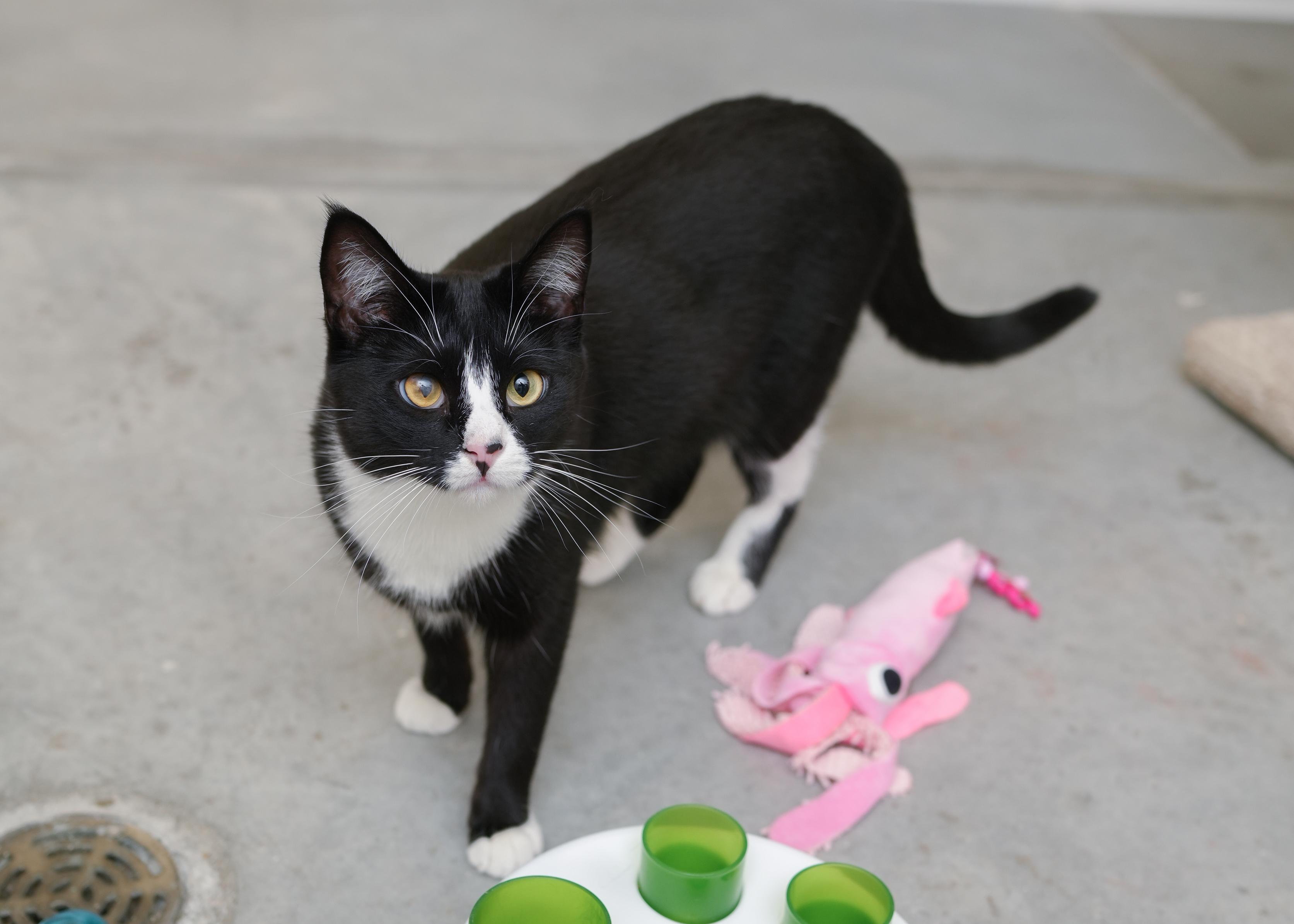 Ocean, a Adoptable Domestic Short Hair in Boise, ID image 2/4