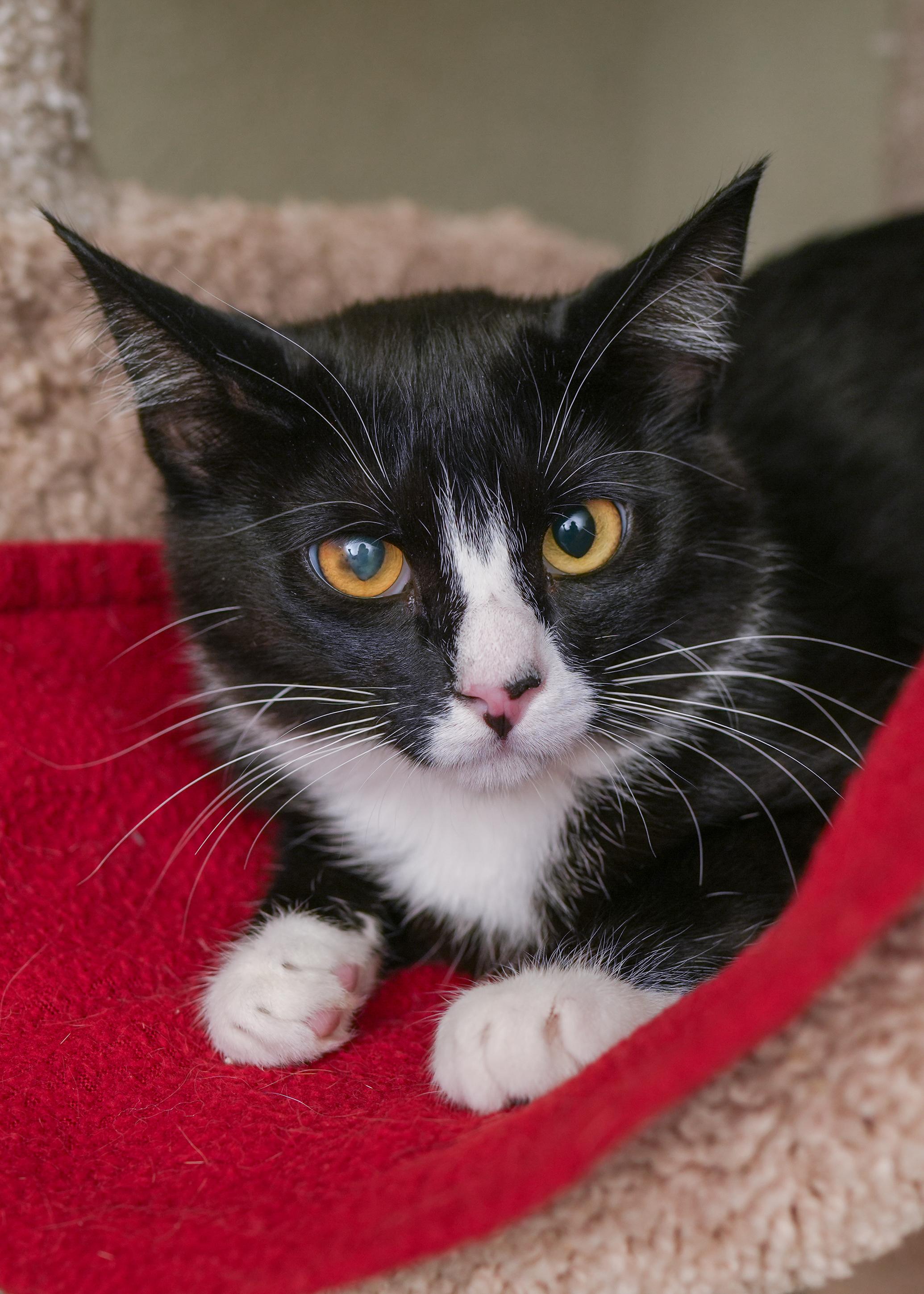 Ocean, an adoptable Domestic Short Hair in Boise, ID, 83709 | Photo Image 3
