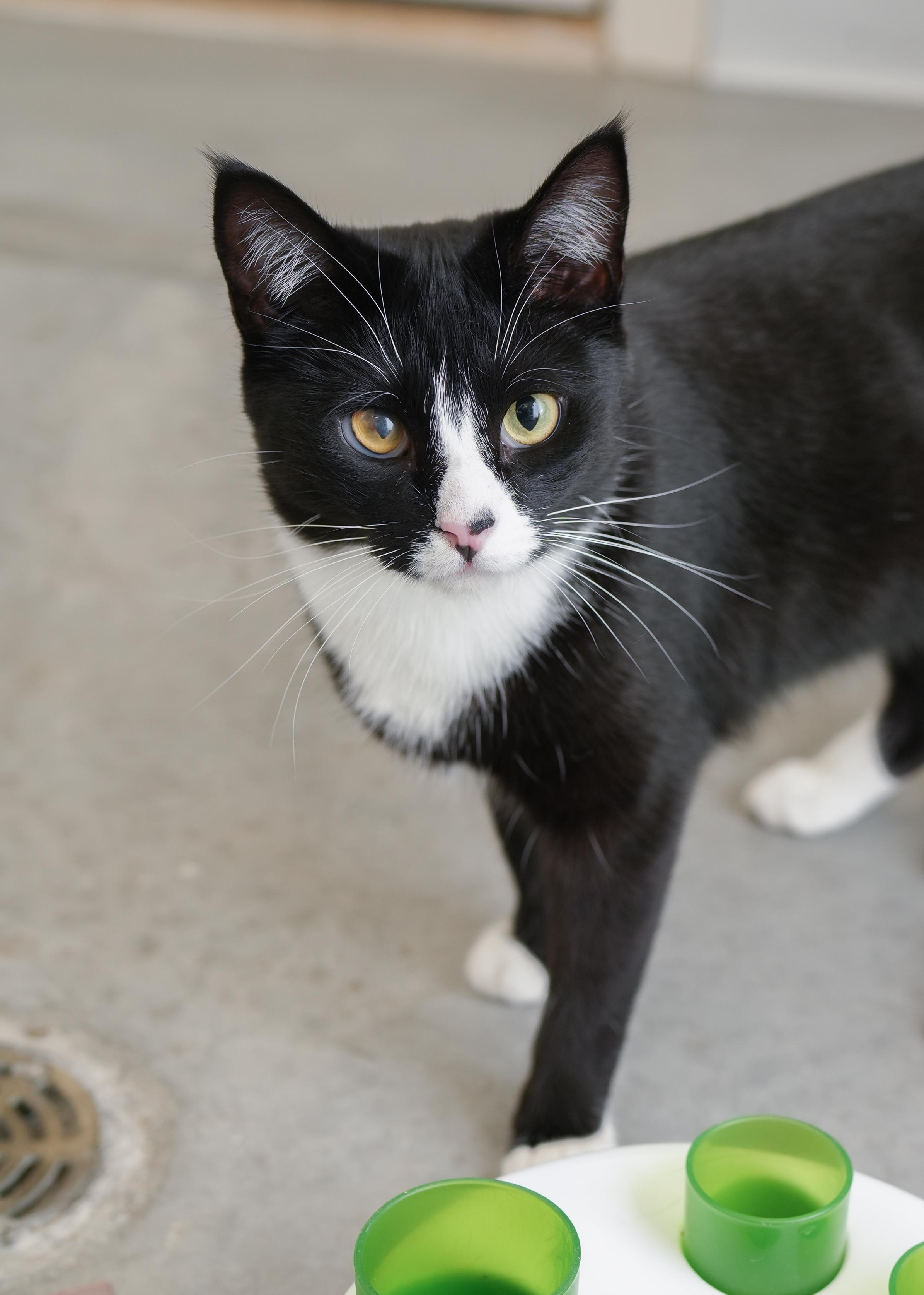 Ocean, a Adoptable Domestic Short Hair in Boise, ID image 3/4