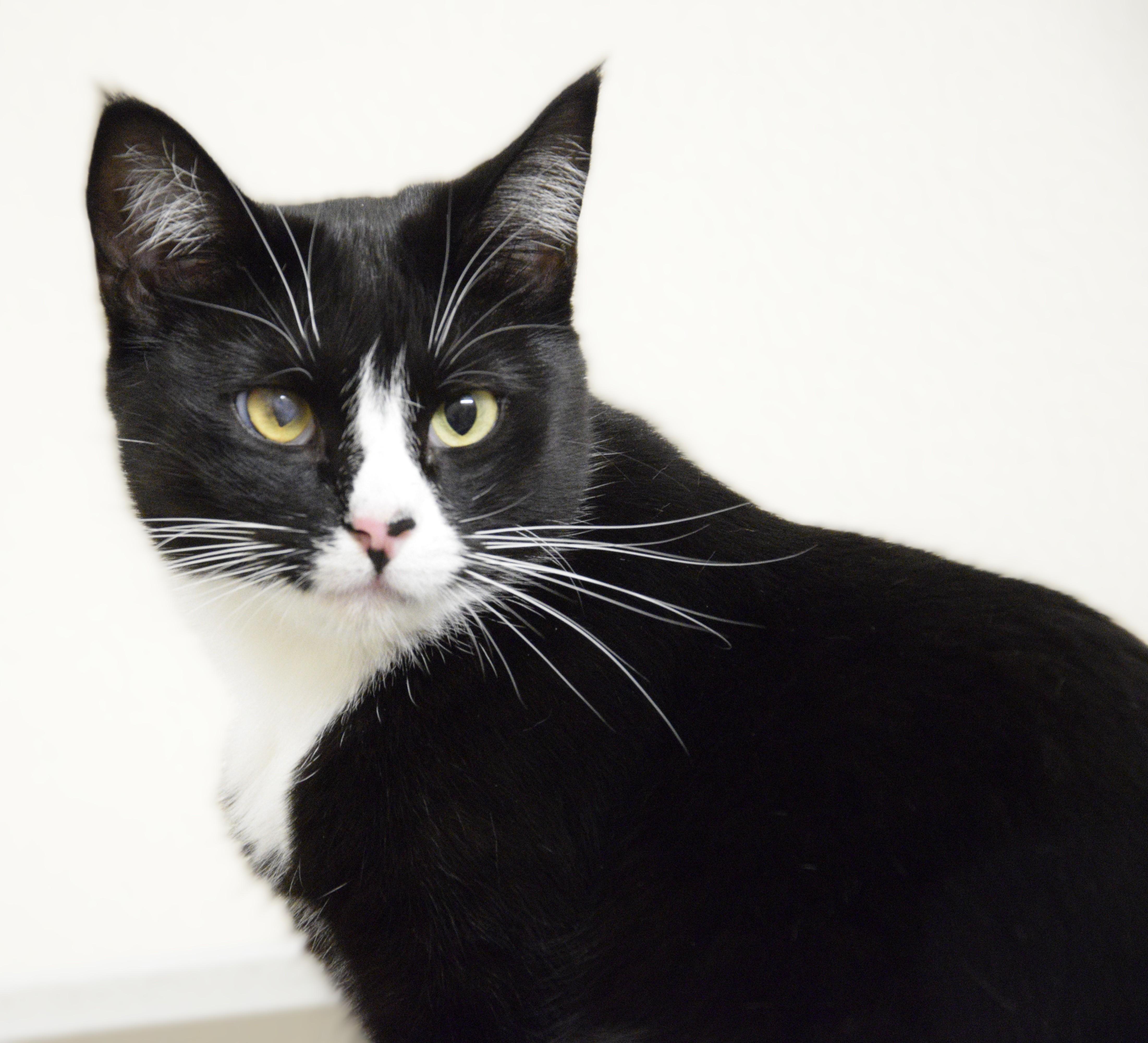 Ocean, an adoptable Domestic Short Hair in Boise, ID, 83709 | Photo Image 1