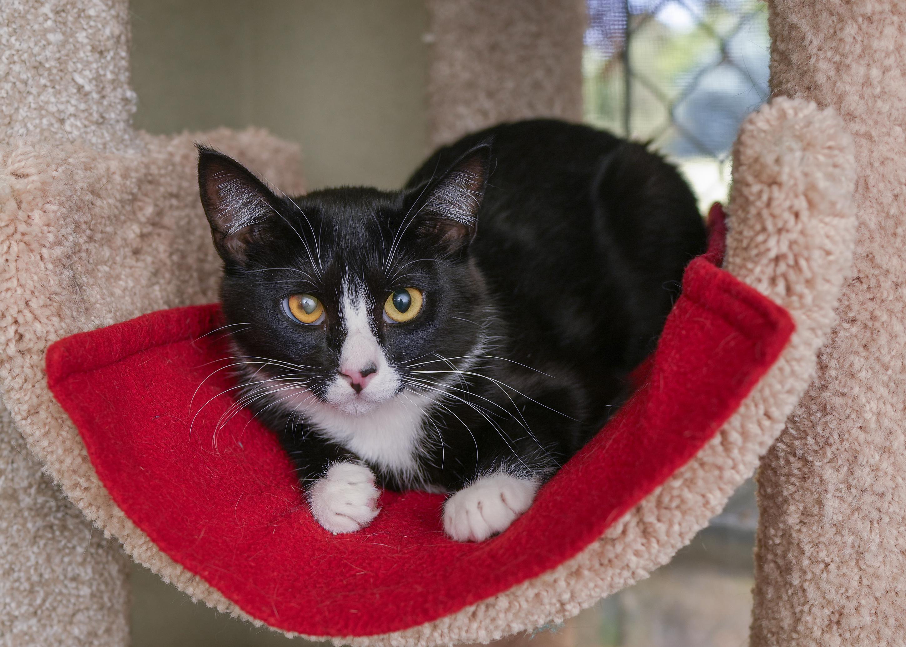 Ocean, an adoptable Domestic Short Hair in Boise, ID, 83709 | Photo Image 1
