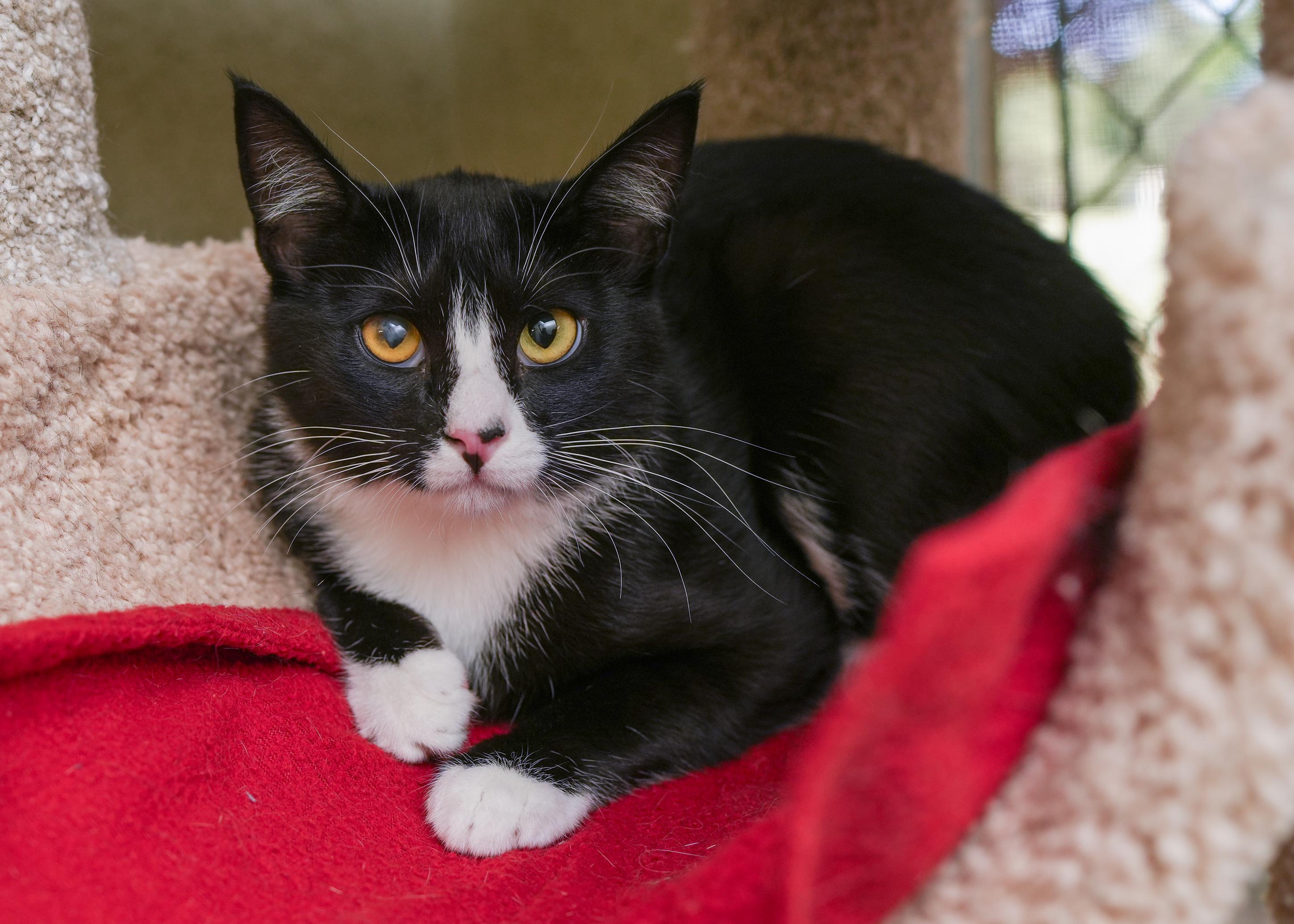 Ocean, an adoptable Domestic Short Hair in Boise, ID, 83709 | Photo Image 2