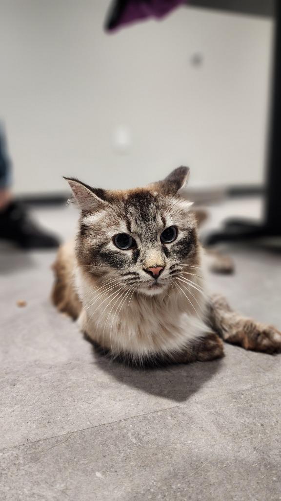 Lyra, Adoptable, Adult Female Domestic Long Hair.