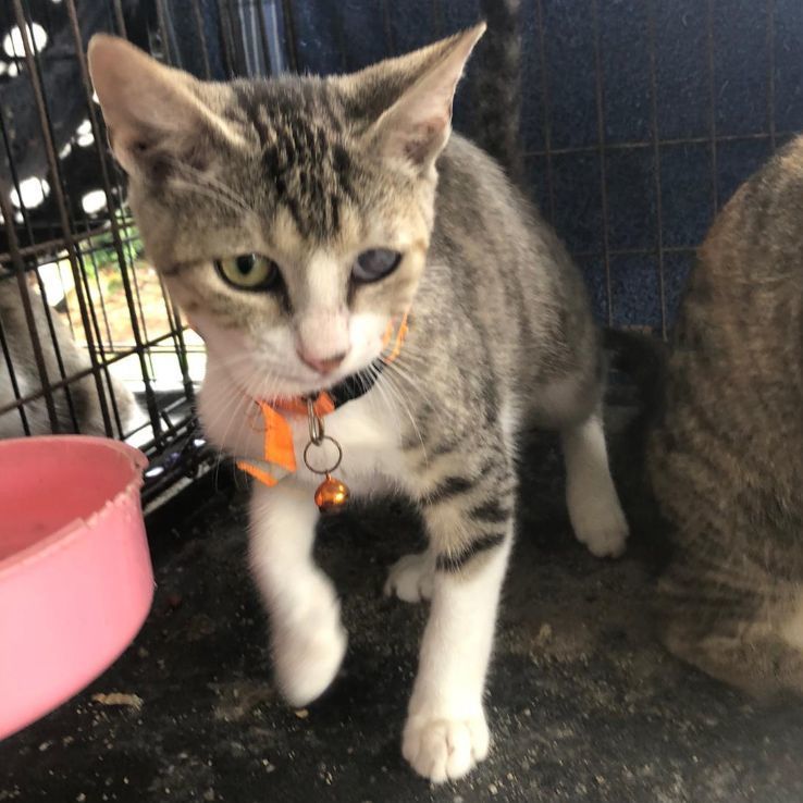 Elijah, a Adoptable mixed breed in Pittsfield, MA image 2/6