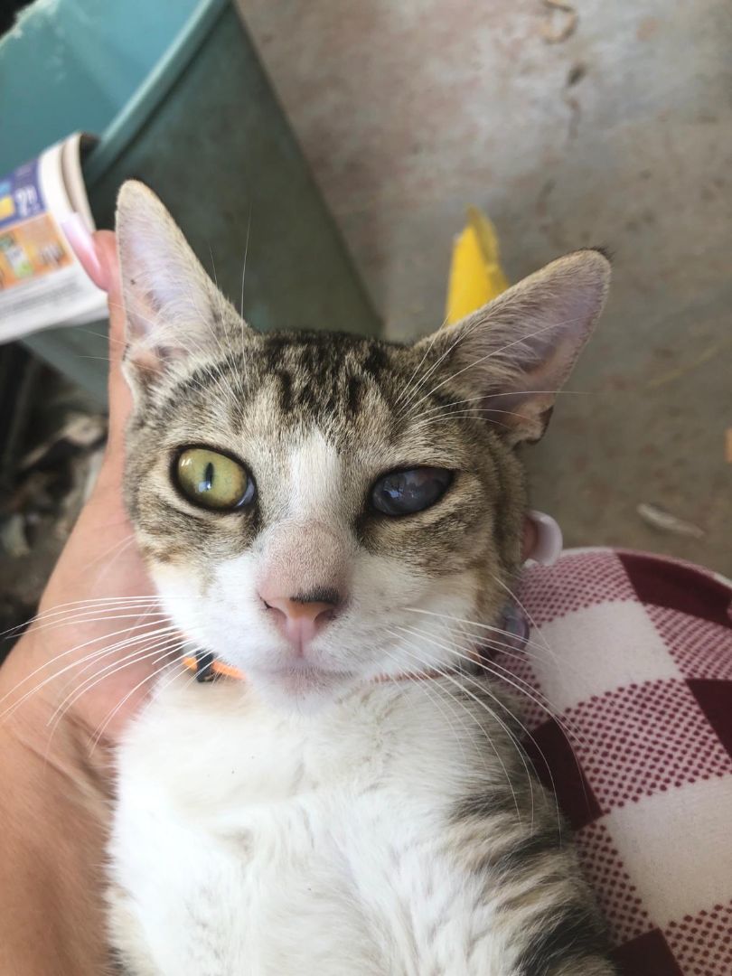 Elijah, a Adoptable mixed breed in Pittsfield, MA image 3/6