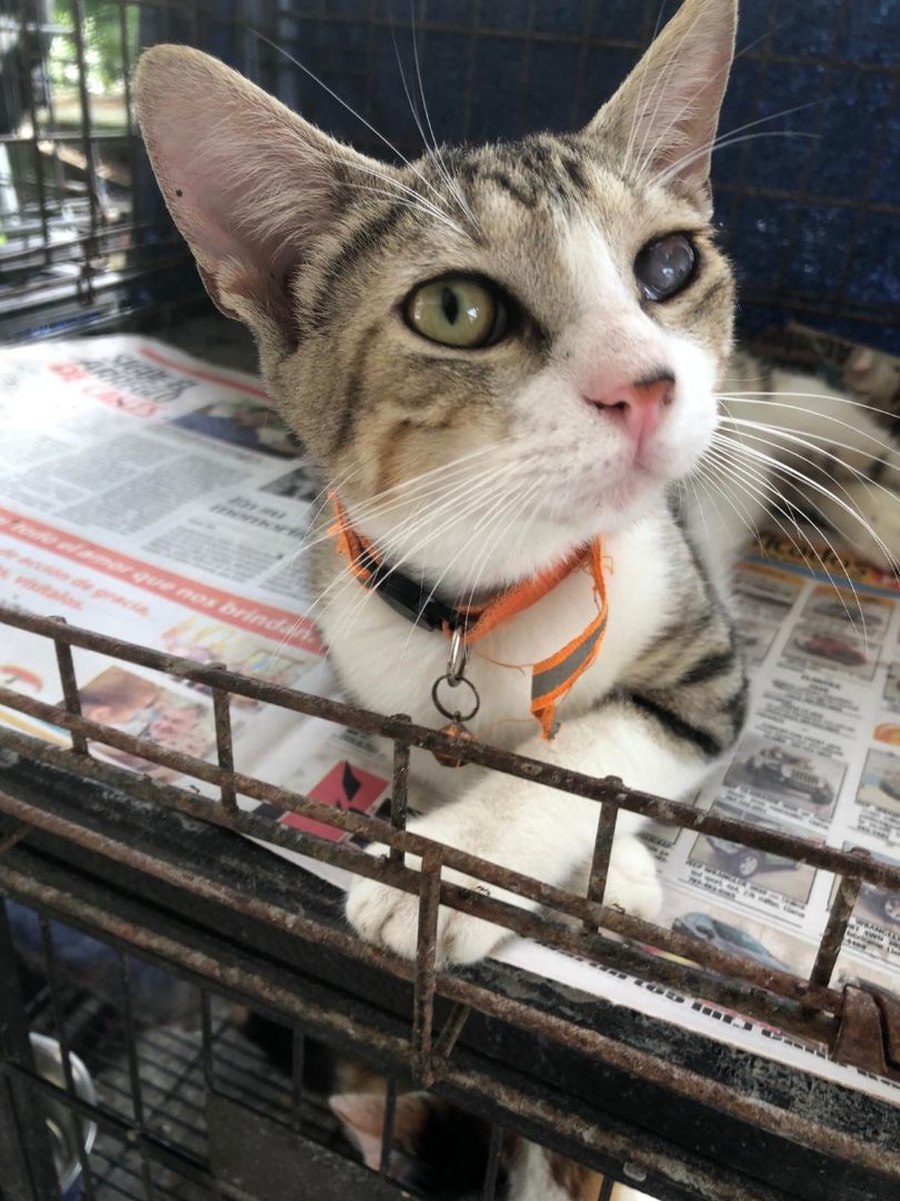 Elijah, a Adoptable mixed breed in Pittsfield, MA image 4/6