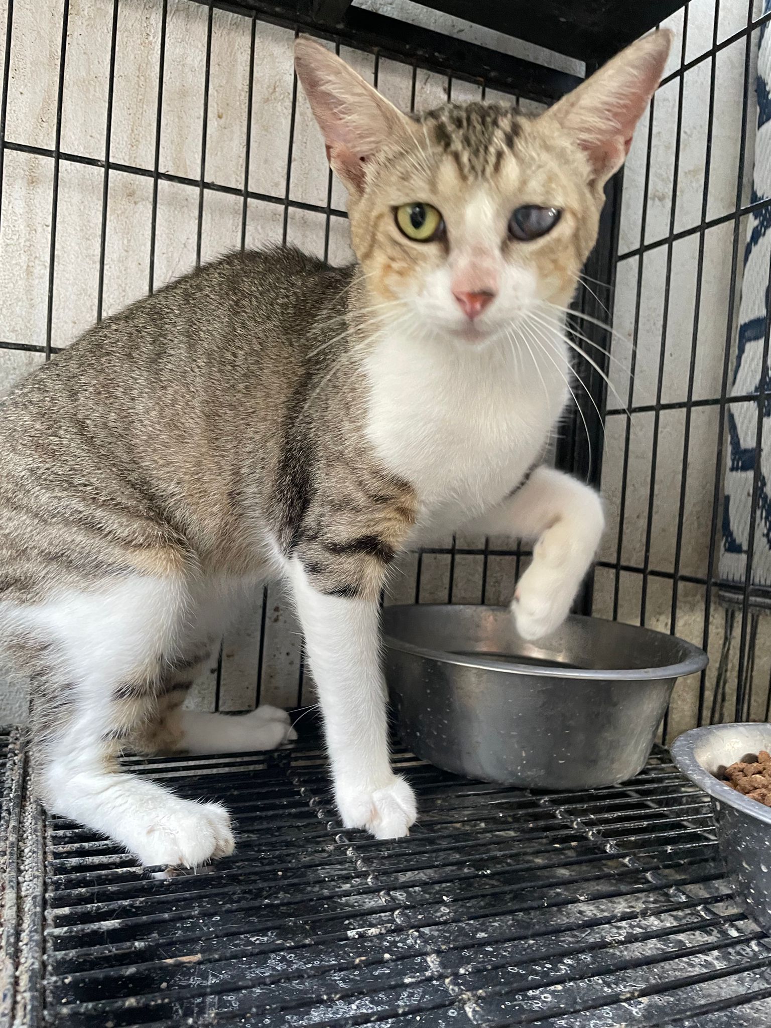 Elijah, a Adoptable mixed breed in Pittsfield, MA image 1/6