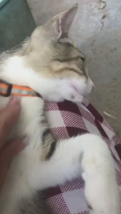 Enlarge Elijah, a Adoptable mixed breed in Pittsfield, MA video 5/6