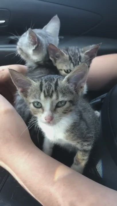 Enlarge Elijah, a Adoptable mixed breed in Pittsfield, MA video 6/6