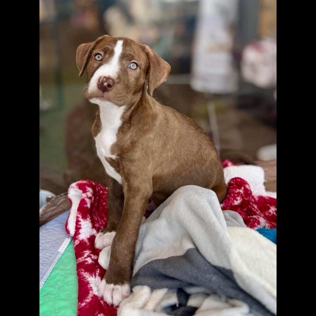 Donny, a Adoptable mixed breed in Midlothian, VA image 3/6