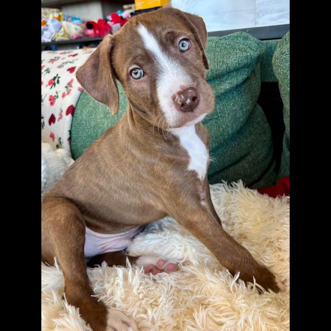 Donny, a Adoptable mixed breed in Midlothian, VA image 5/6